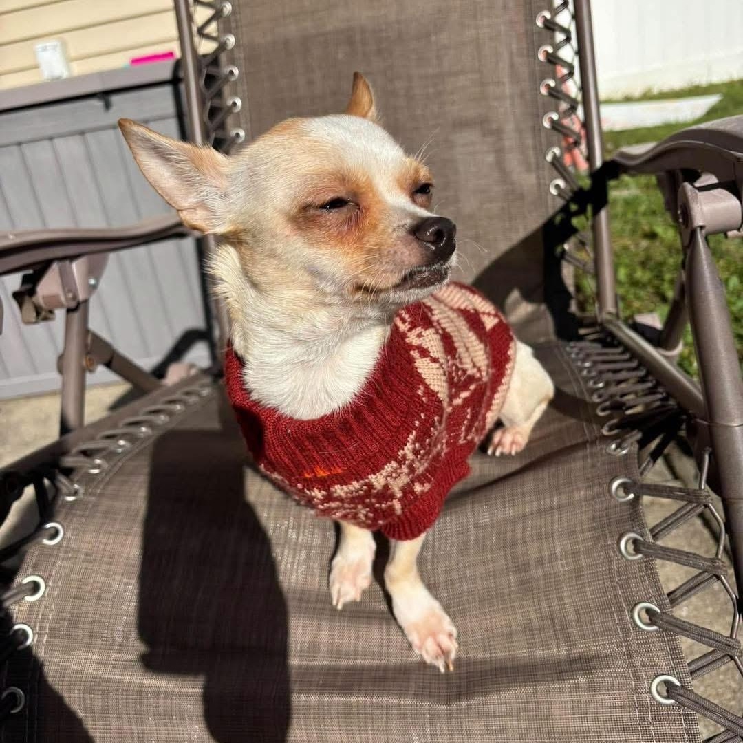 Enlarge Tiffany, a Adoptable mixed breed in Yaphank, NY image 2/5