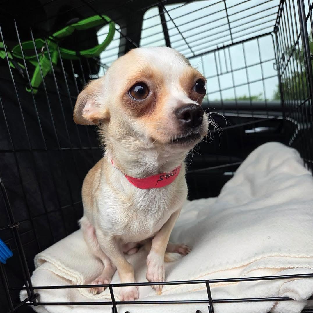 Tiffany, Adoptable, Young Female Chihuahua.