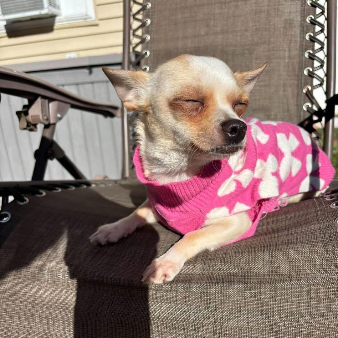 Enlarge Tiffany, a Adoptable mixed breed in Yaphank, NY image 4/5