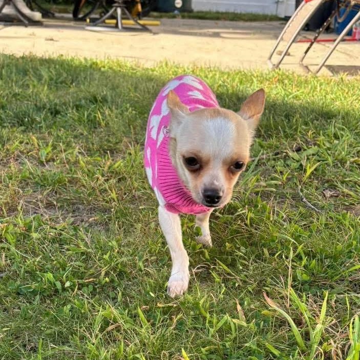 Enlarge Tiffany, a Adoptable mixed breed in Yaphank, NY image 3/5