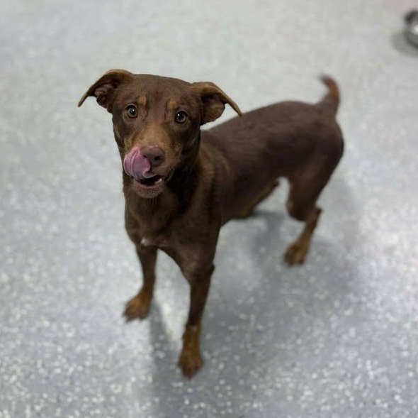 Gingerbread thumbnail 2