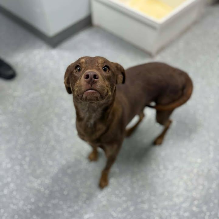 Gingerbread thumbnail 3