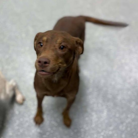 Gingerbread thumbnail 5