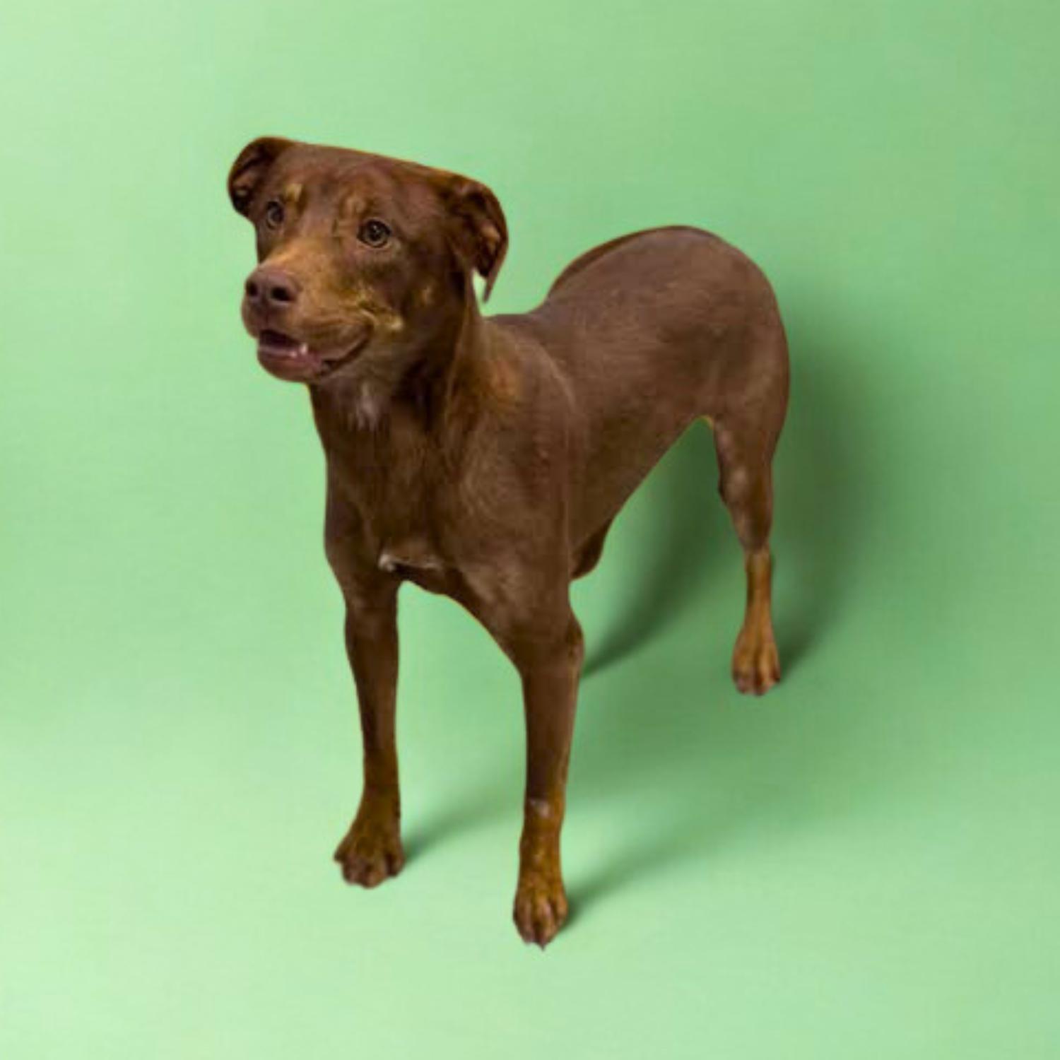 Gingerbread thumbnail 6