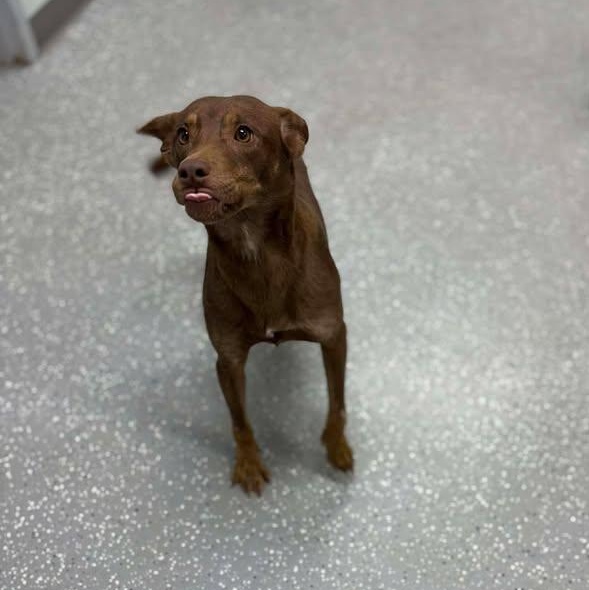 Gingerbread thumbnail 7