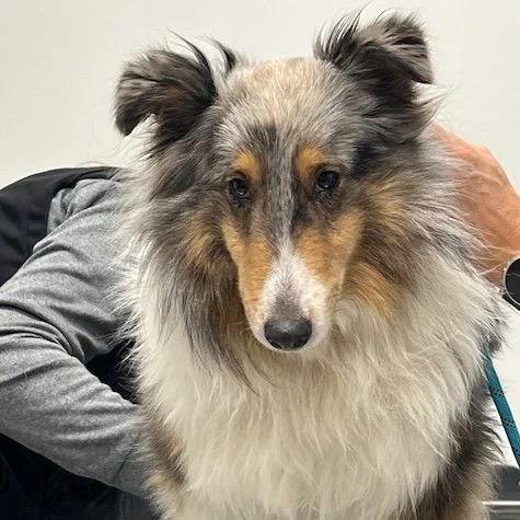 Hannah adoption pending, Adoptable, Adult Female Shetland Sheepdog / Sheltie.