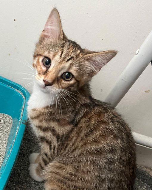 Enlarge Feta, a Adoptable Domestic Short Hair in Rootstown, OH image 2/2