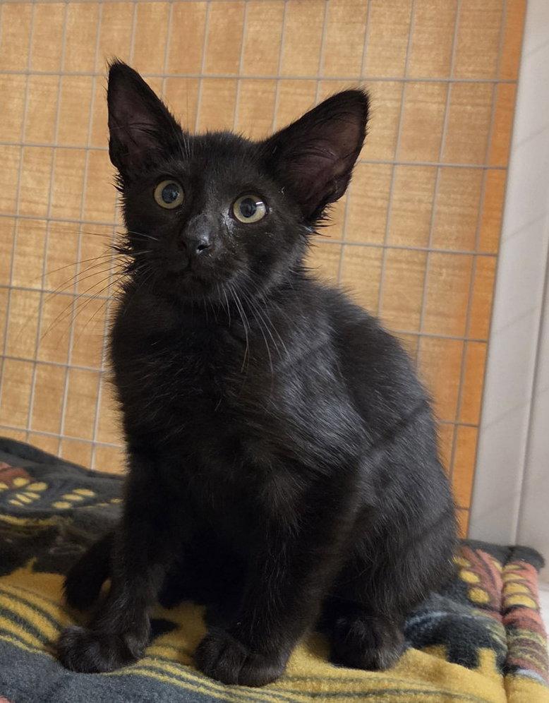 Maui (Available 10/09/26), Adoptable, Young Male Domestic Short Hair.