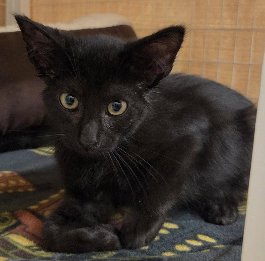 Enlarge Maui (Available 10/09/26), a Adoptable Domestic Short Hair in Williamsburg, IA image 2/2