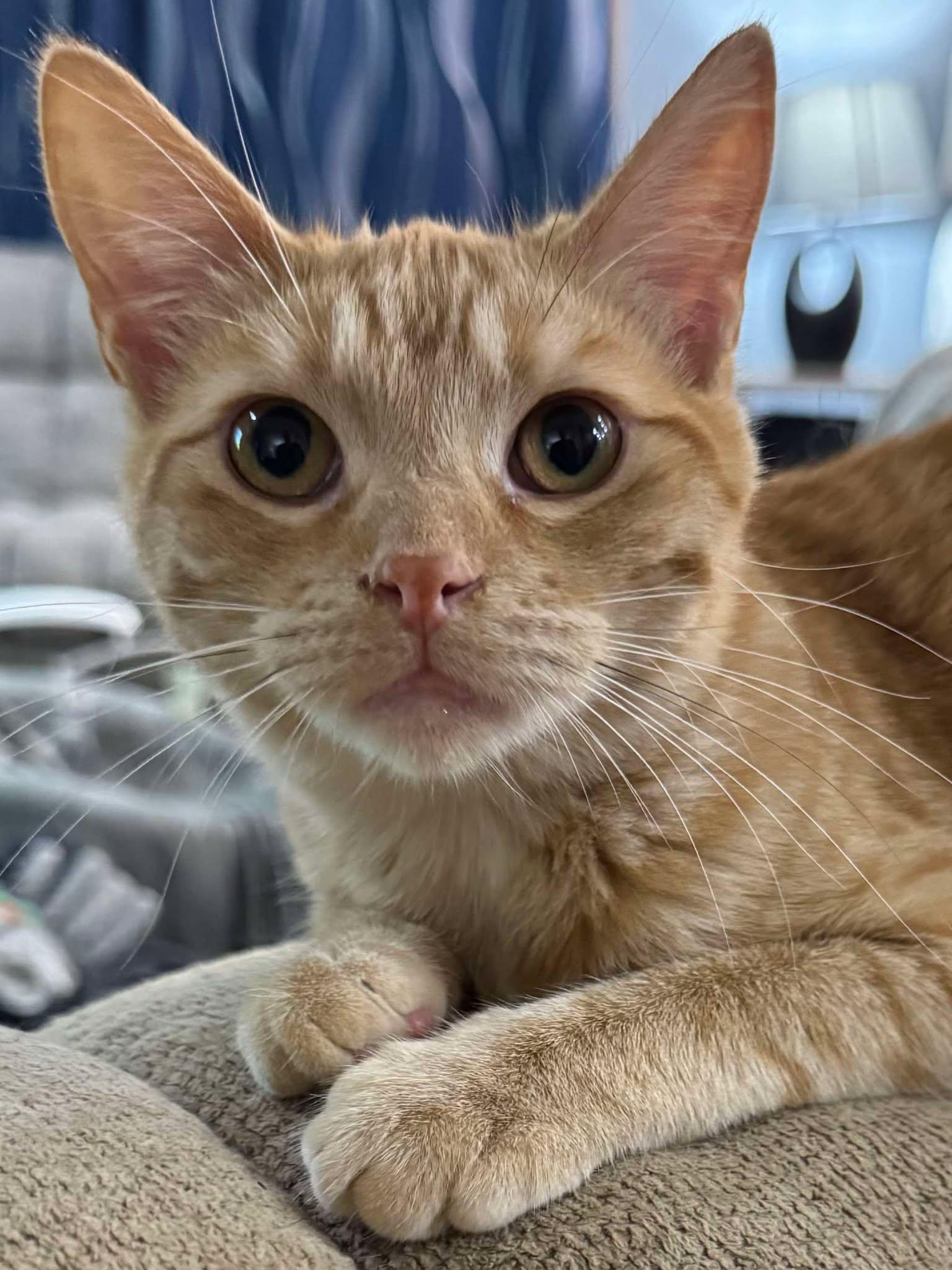 Whitney, an adoptable Domestic Short Hair in Sioux Falls, SD, 57101 | Photo Image 2