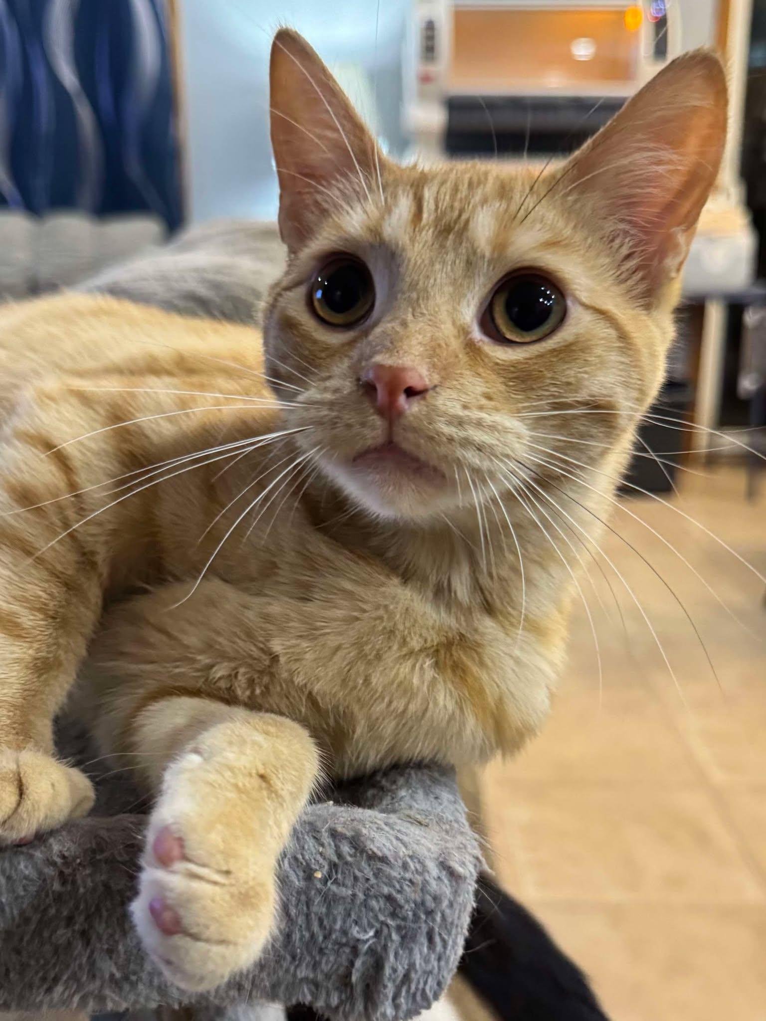 Whitney, an adoptable Domestic Short Hair in Sioux Falls, SD, 57101 | Photo Image 3
