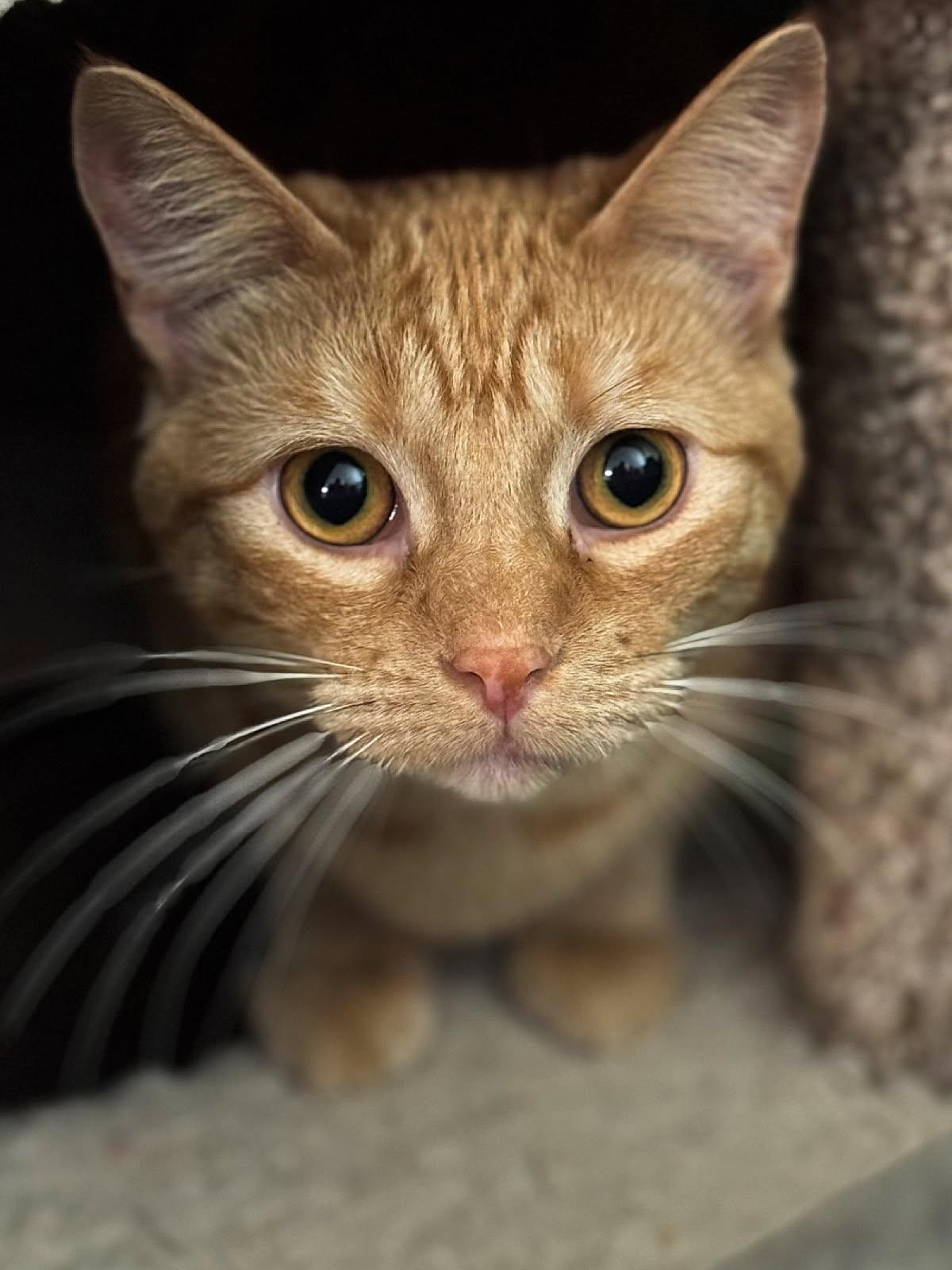 Whitney, an adoptable Domestic Short Hair in Sioux Falls, SD, 57101 | Photo Image 1