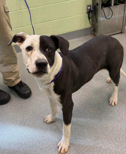 Snoozy Q, Adoptable, Young Female Boxer & Mixed Breed.