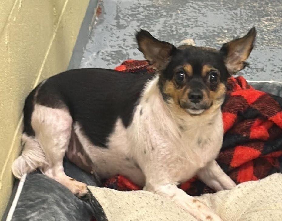 Enlarge Lou Lou, a Adoptable mixed breed in Waverly, OH image 1/1