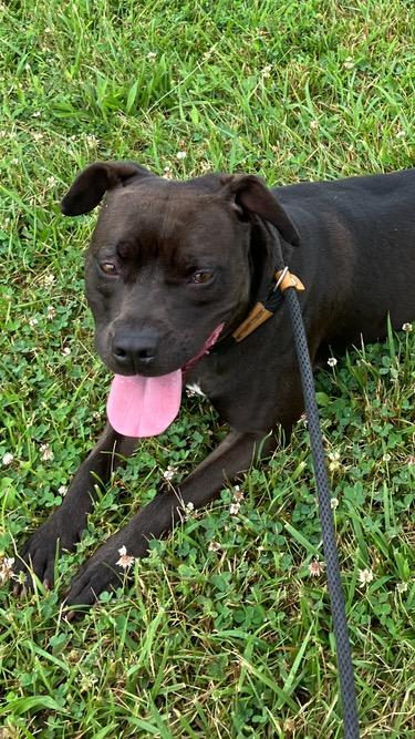 Coco, a Adoptable mixed breed in Cincinnati, OH image 1/3