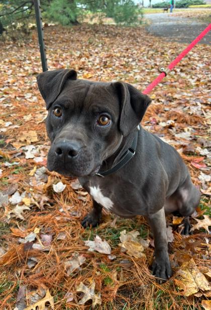 Enlarge Coco, a Adoptable mixed breed in Cincinnati, OH image 1/3