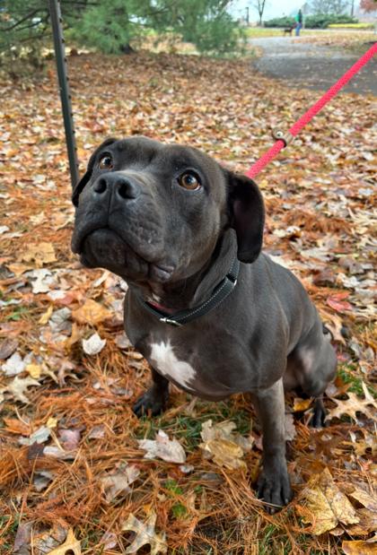 Enlarge Coco, a Adoptable mixed breed in Cincinnati, OH image 3/3