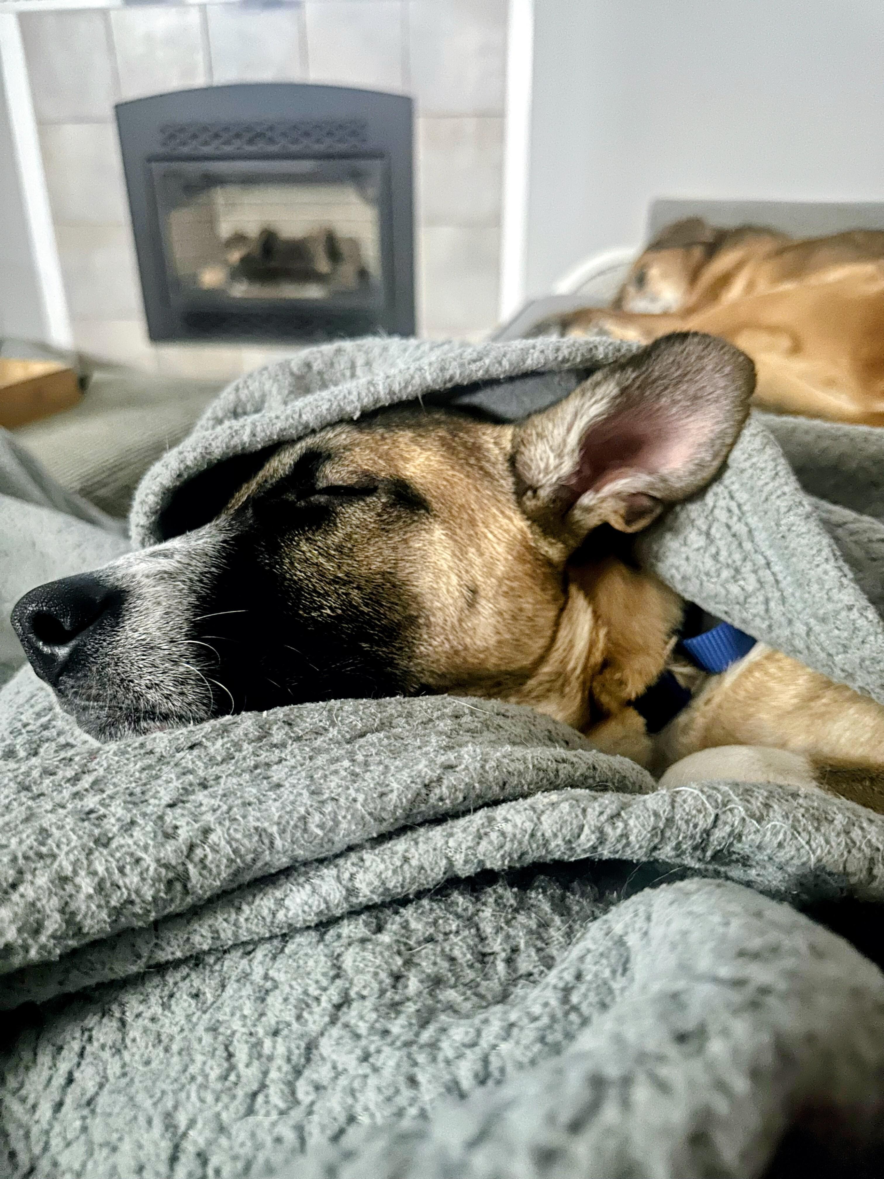 Ryder - In Mass., a Adoptable mixed breed in Willington, CT image 5/6