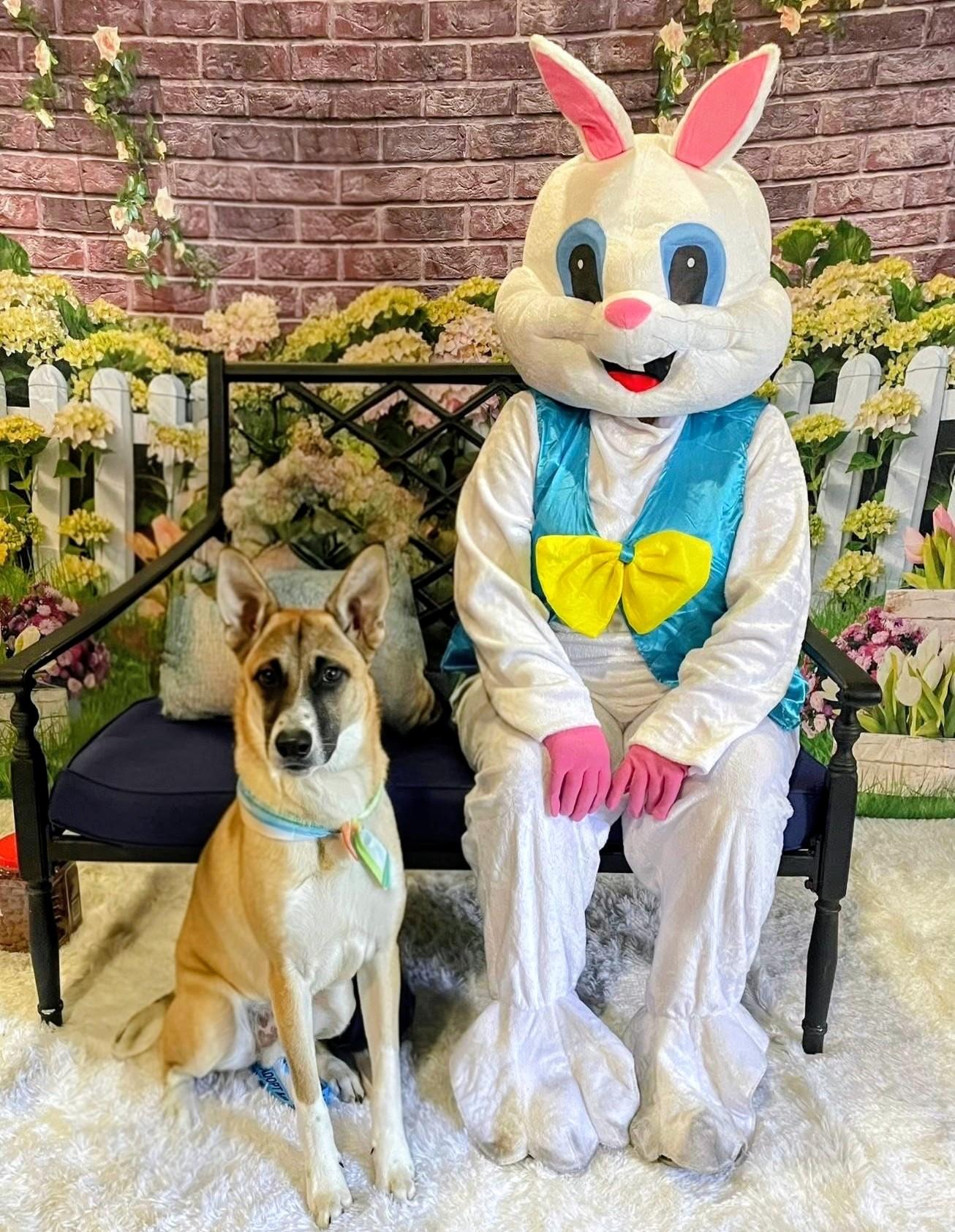 Ryder - In Mass., Adoptable, Puppy Male Australian Cattle Dog / Blue Heeler & Shepherd.