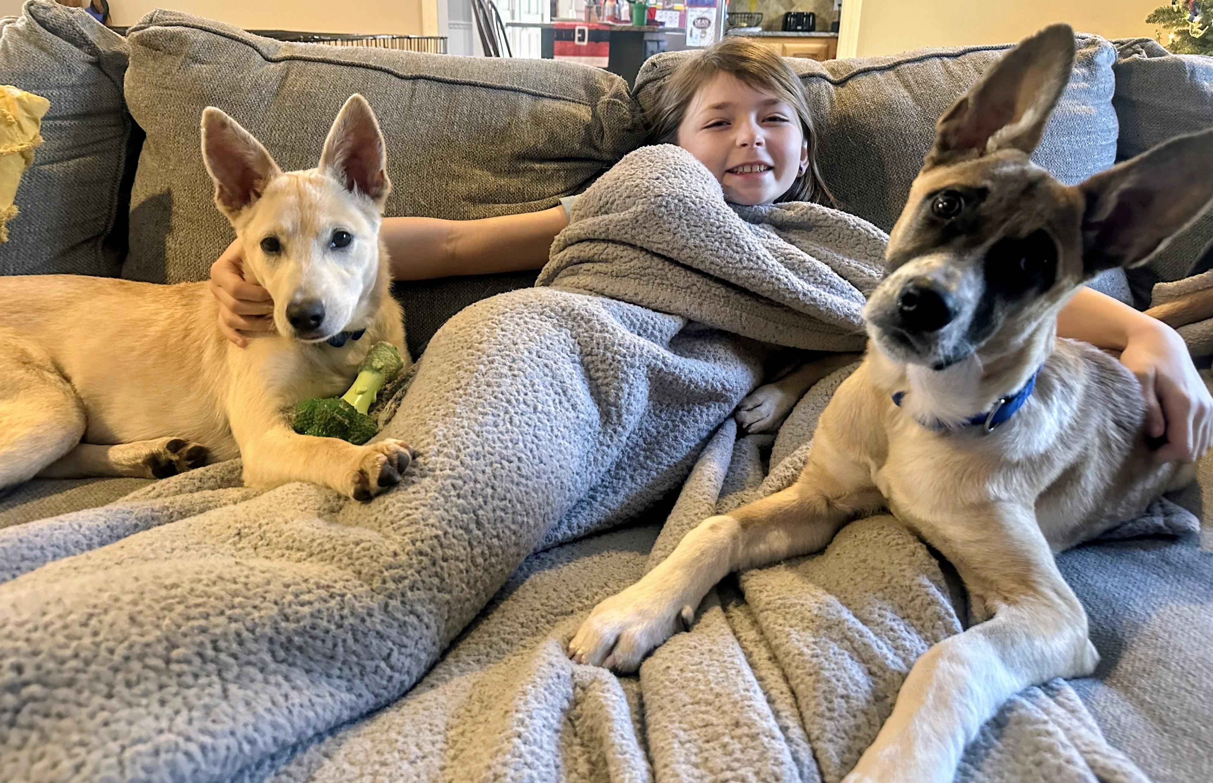 Enlarge Ryder - In Mass., a Adoptable mixed breed in Willington, CT image 6/6