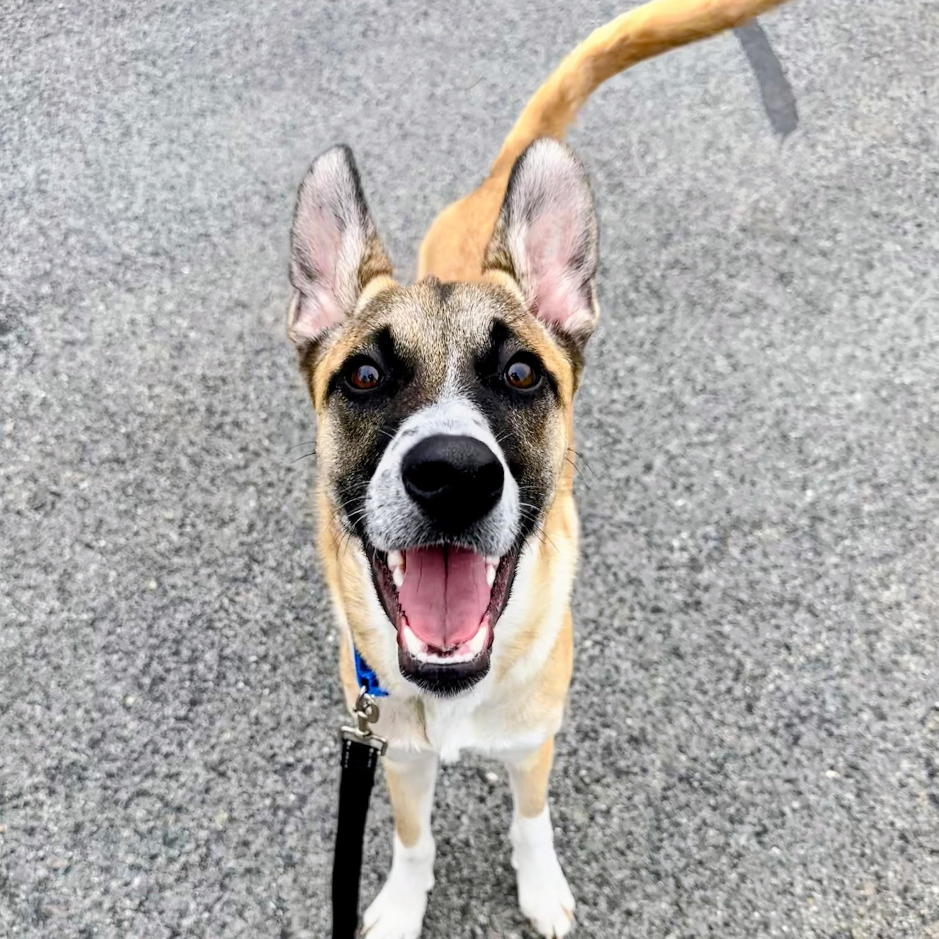 Enlarge Ryder - In Mass., a Adoptable mixed breed in Willington, CT image 2/6