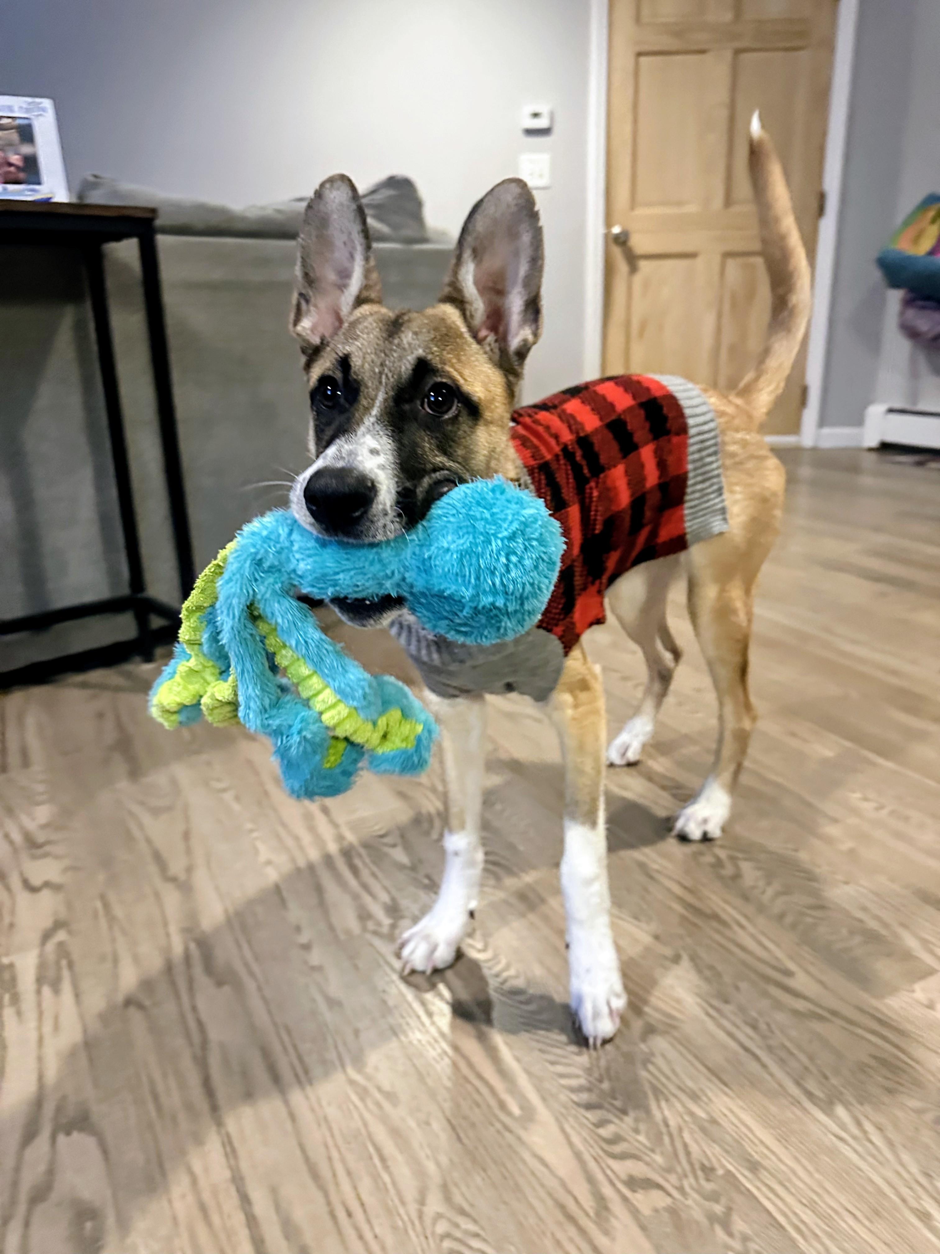 Ryder - In Mass., a Adoptable mixed breed in Willington, CT image 2/6