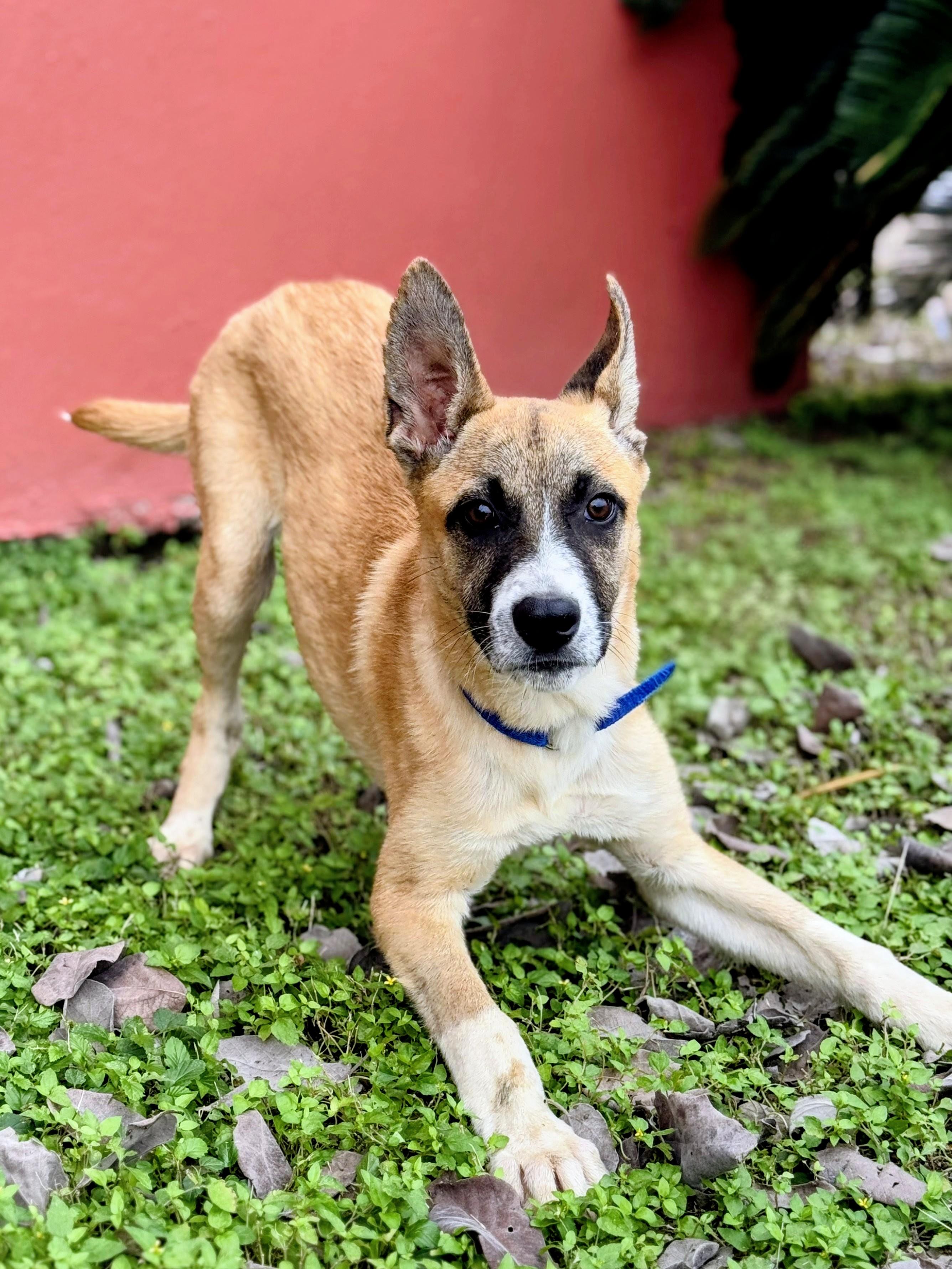 Ryder - Foster Needed for 12/10 Transport!, a Adoptable mixed breed in Willington, CT image 4/6