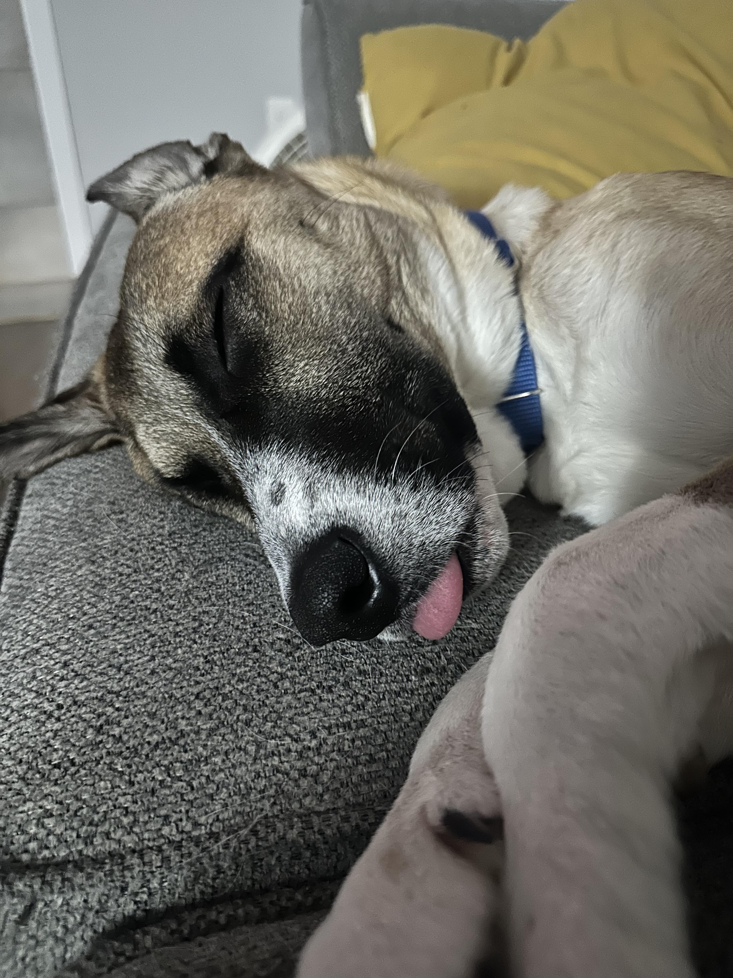 Enlarge Ryder - In Mass., a Adoptable mixed breed in Willington, CT image 2/6