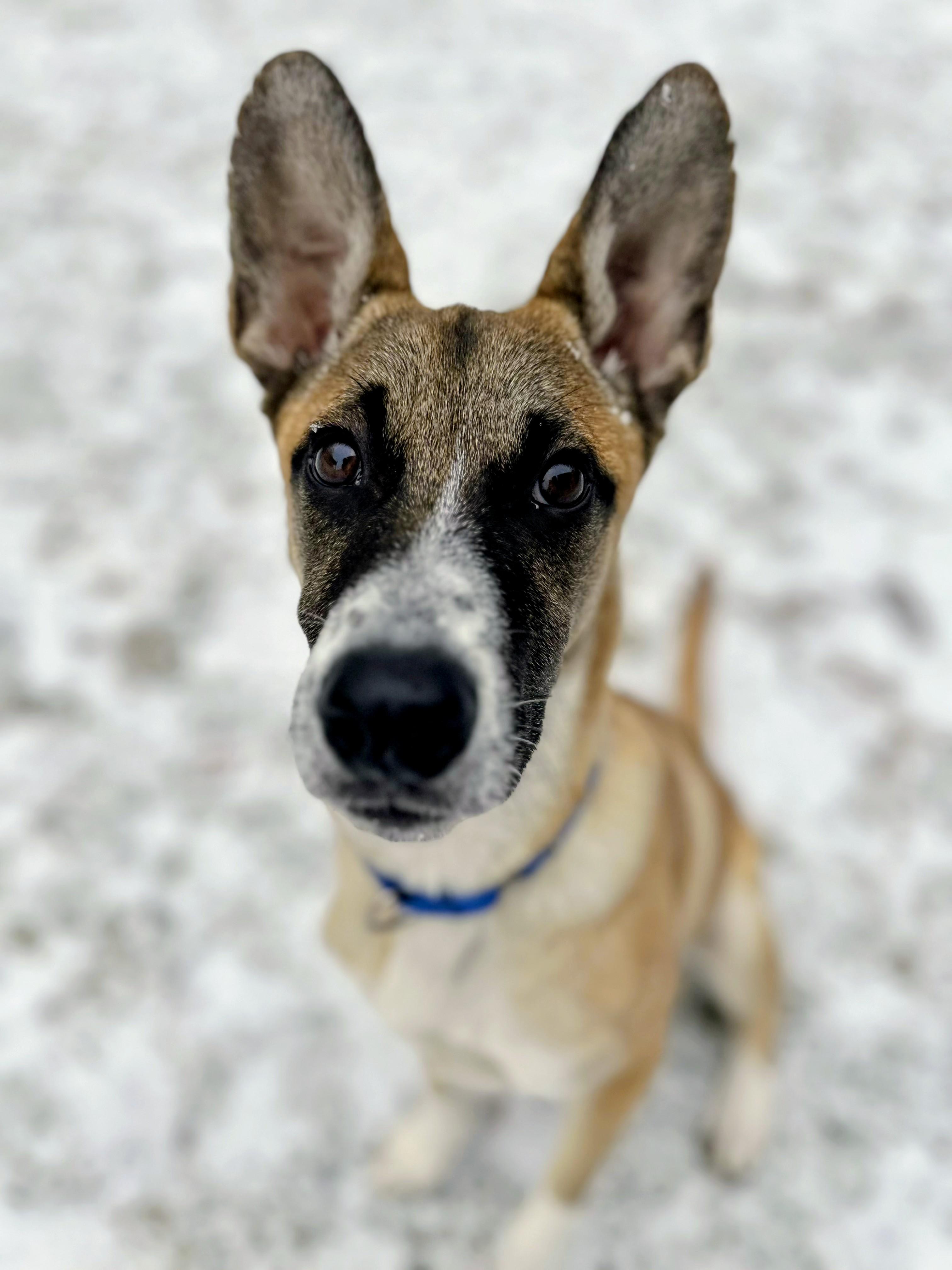 Ryder - Fostered in Mass., Adoptable, Puppy Male Labrador Retriever & Shepherd.