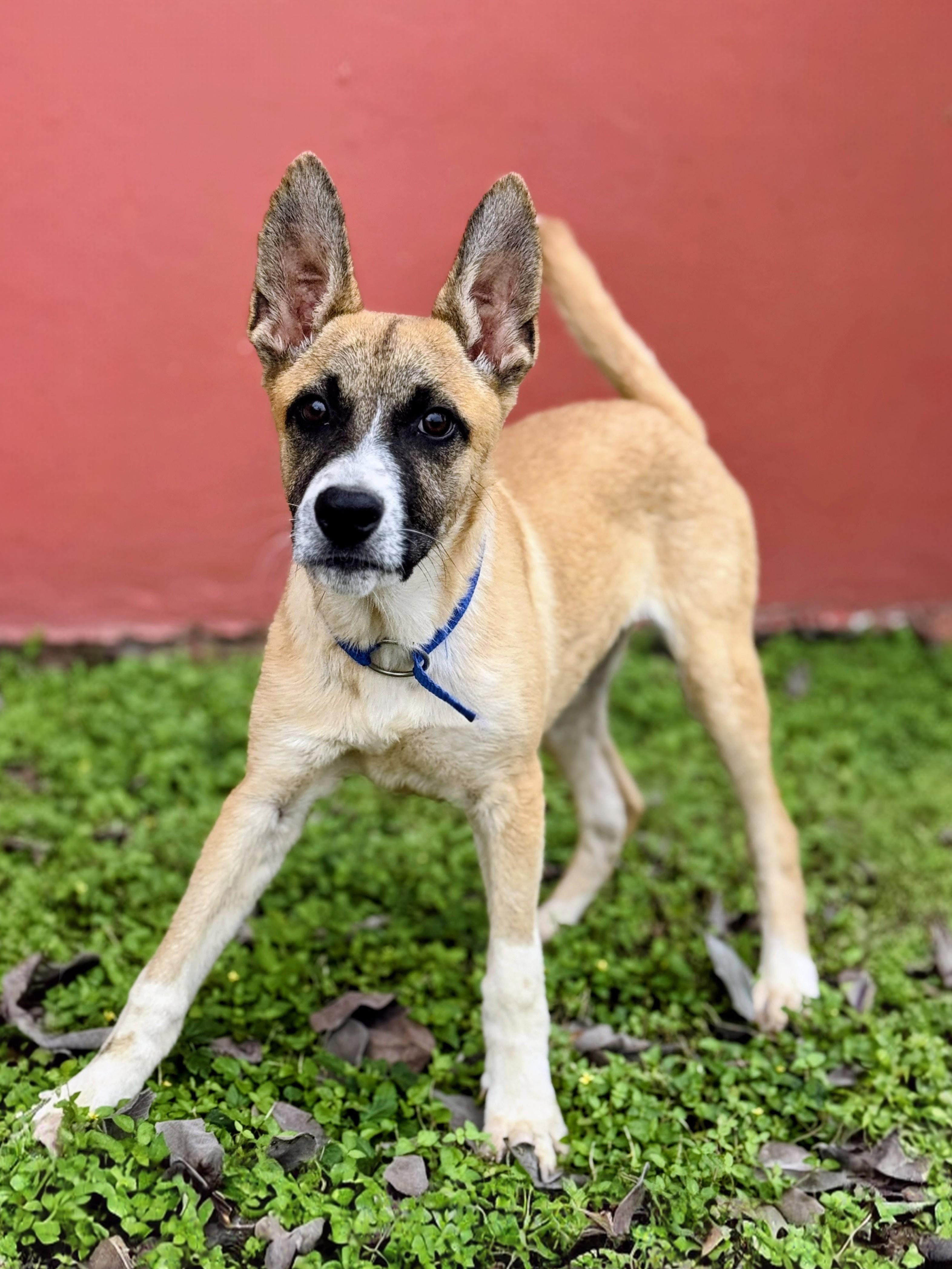 Ryder - Foster Needed for 12/10 Transport!, a Adoptable mixed breed in Willington, CT image 1/6