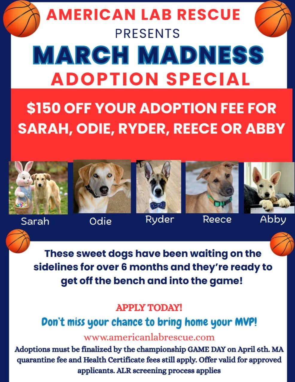 Enlarge Ryder - In Mass., a Adoptable mixed breed in Willington, CT image 6/6