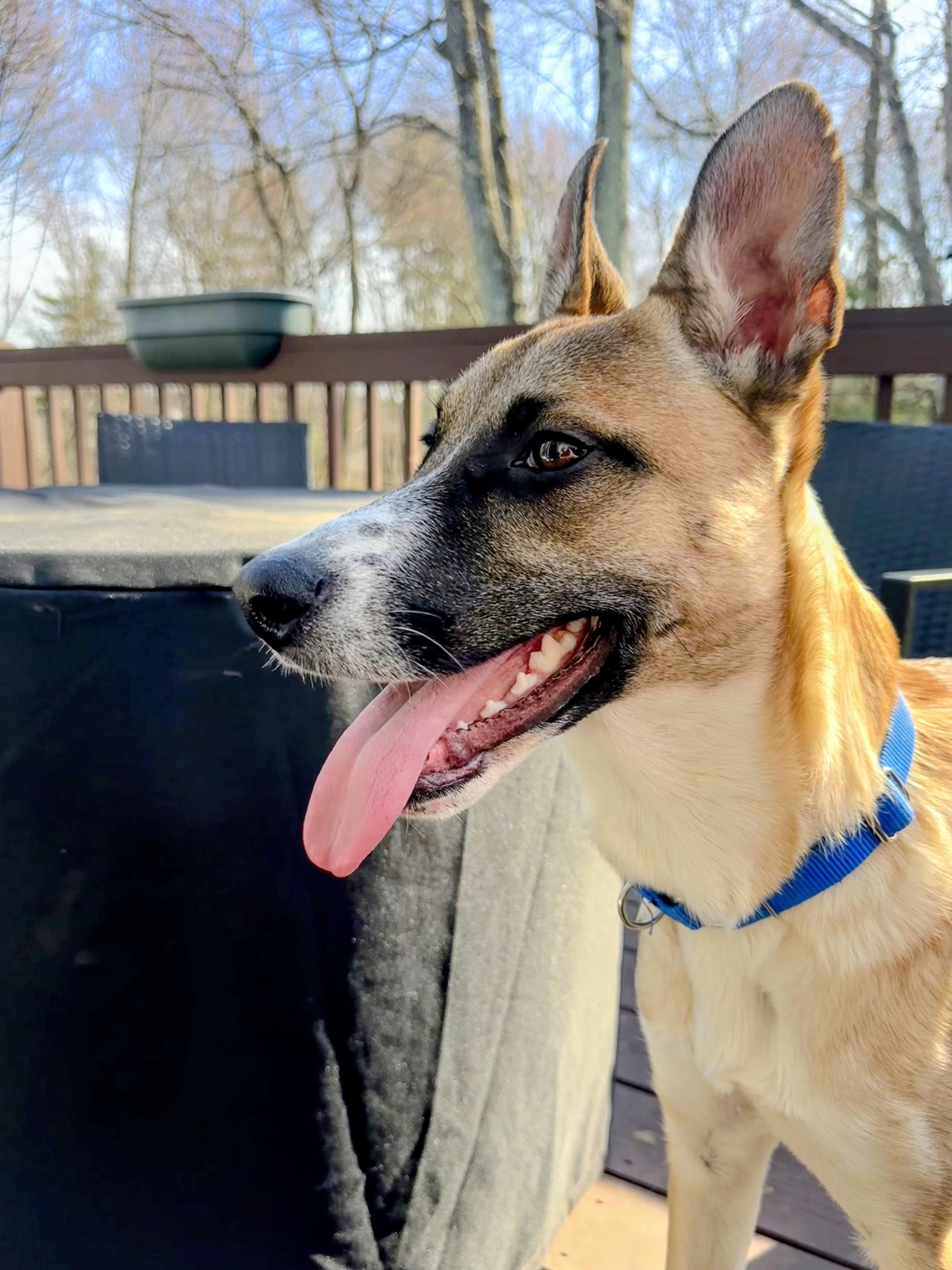 Enlarge Ryder - In Mass., a Adoptable mixed breed in Willington, CT image 3/6