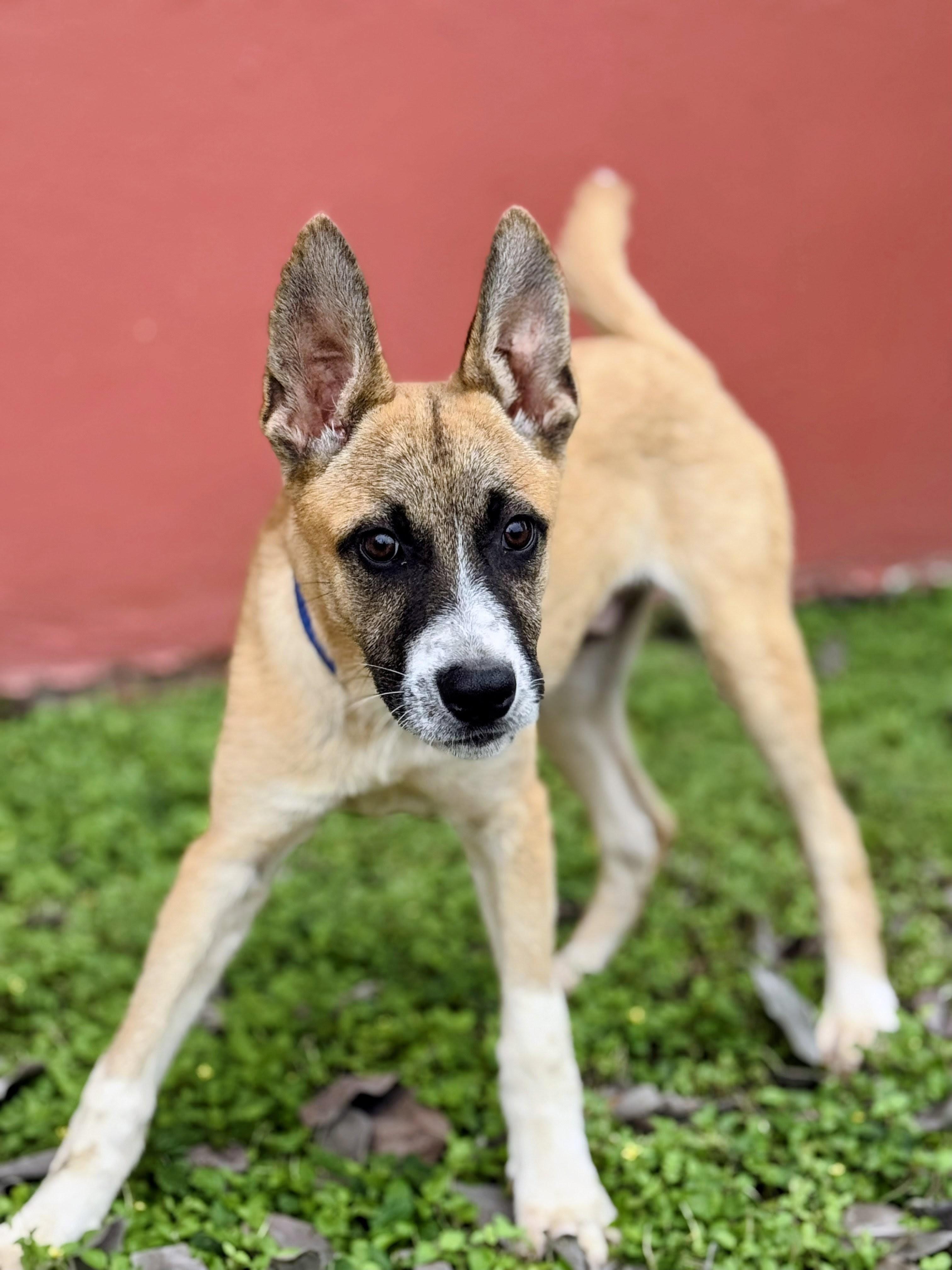 Ryder - Foster Needed for 12/10 Transport!, a Adoptable mixed breed in Willington, CT image 2/6