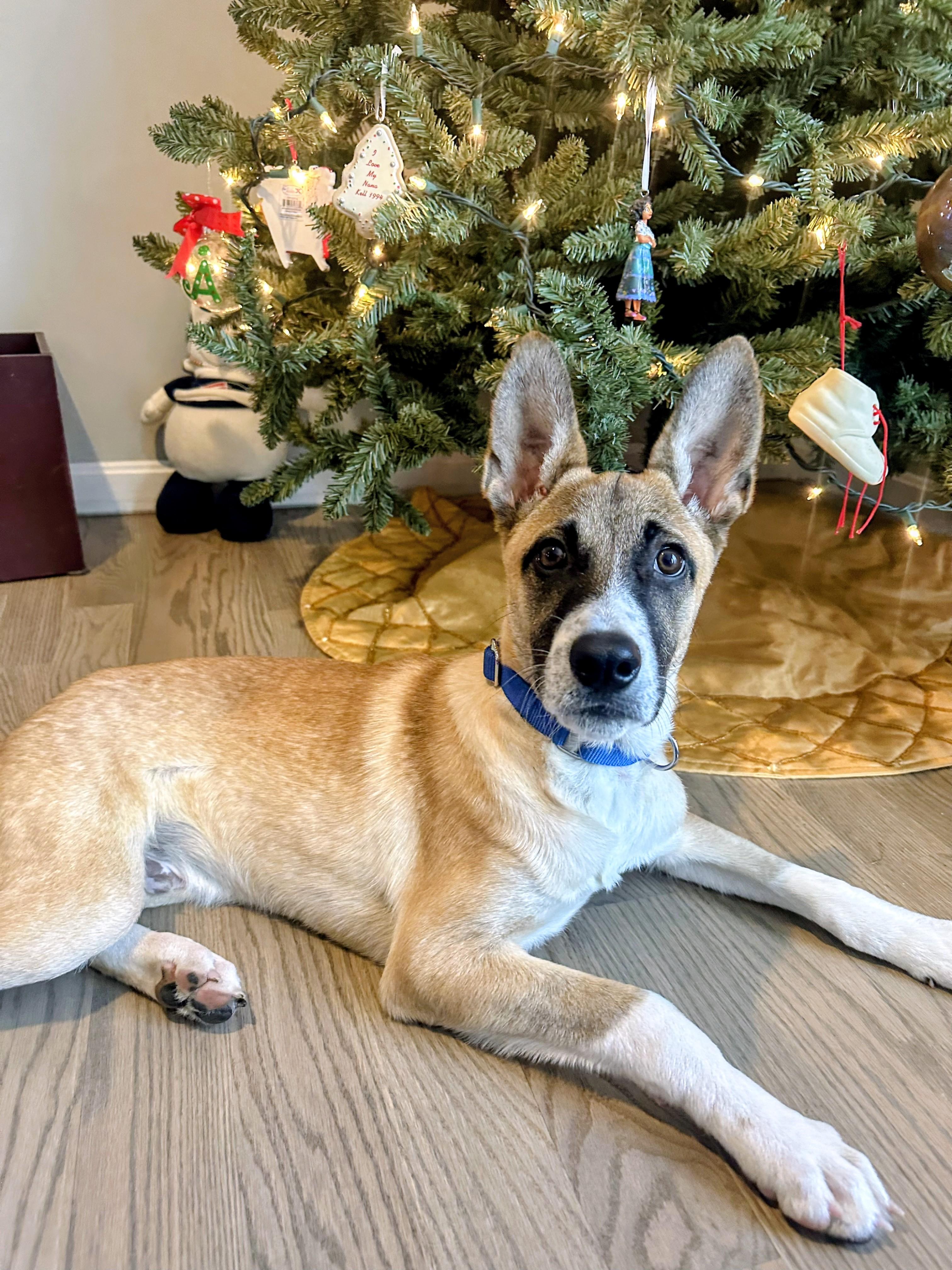 Enlarge Ryder - In Mass., a Adoptable mixed breed in Willington, CT image 2/6