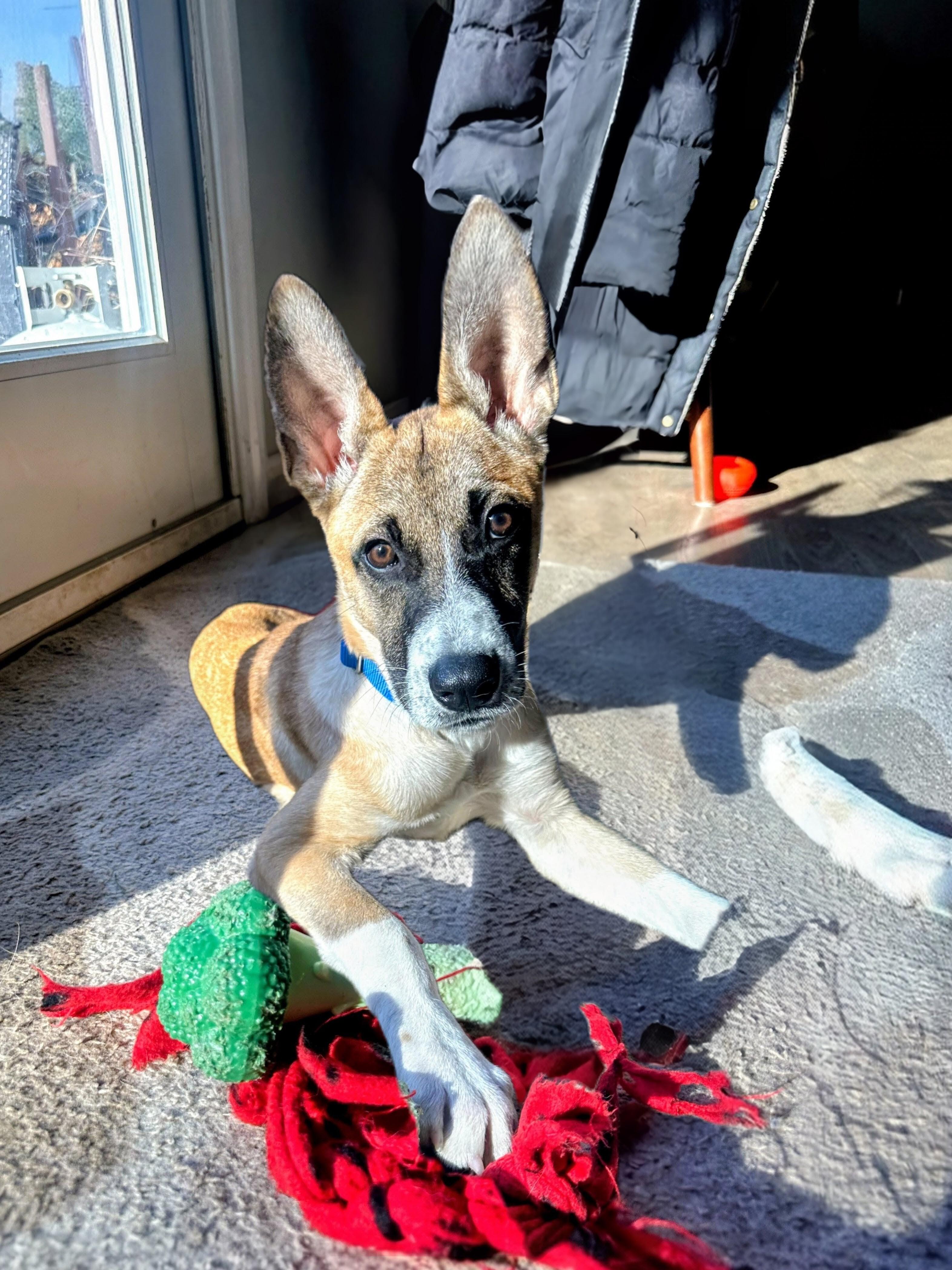 Ryder - In Mass., Adoptable, Puppy Male Labrador Retriever & Shepherd.