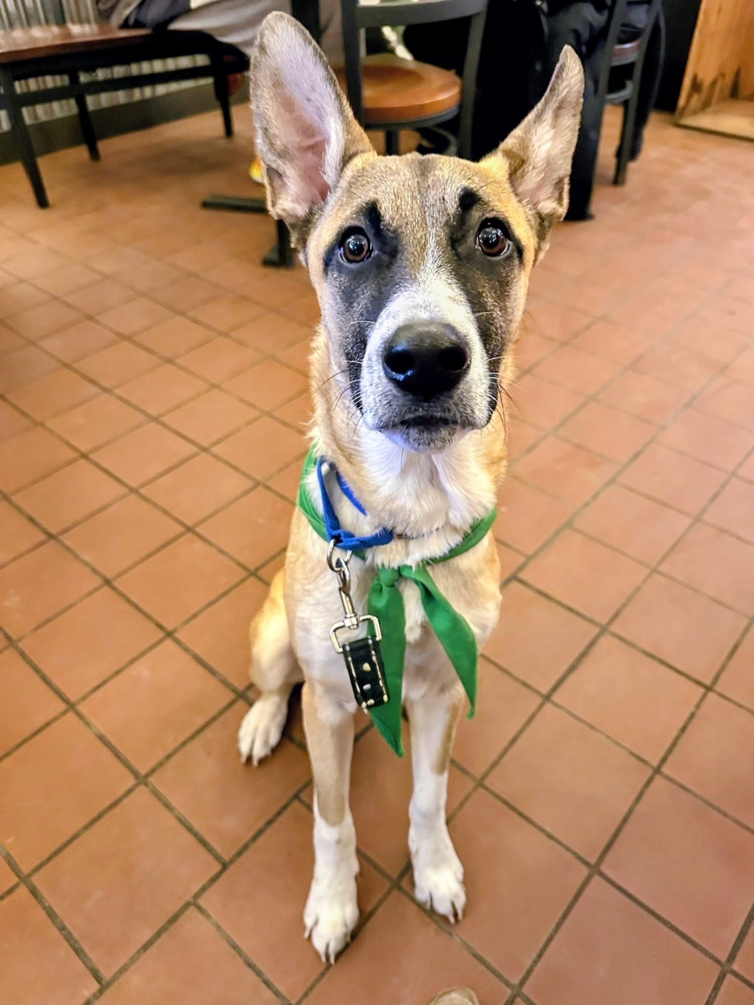 Ryder - In Mass., a Adoptable mixed breed in Willington, CT image 4/6