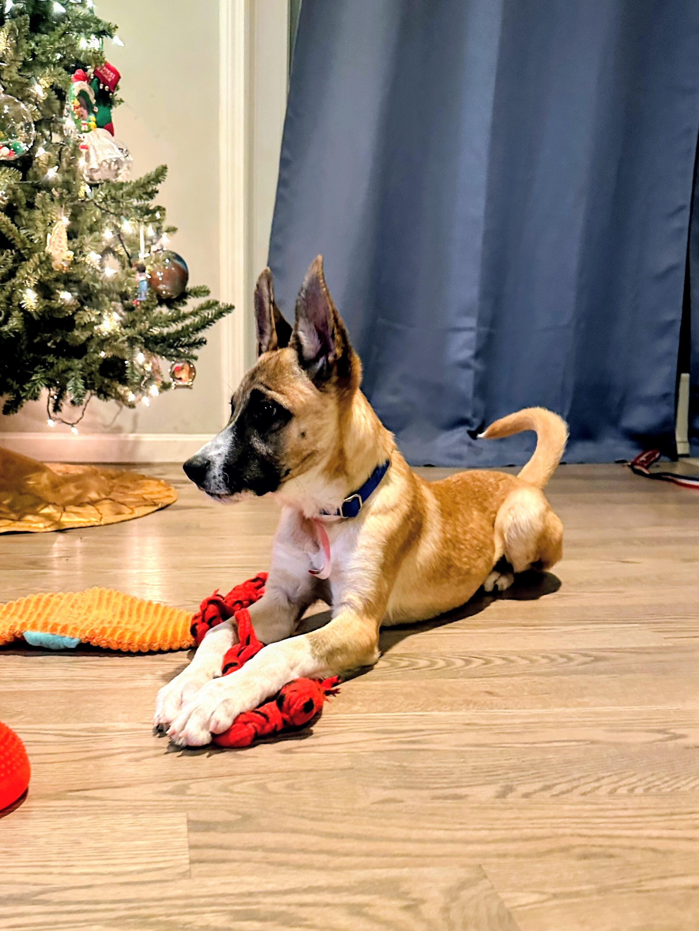 Enlarge Ryder - In Mass., a Adoptable mixed breed in Willington, CT image 3/6