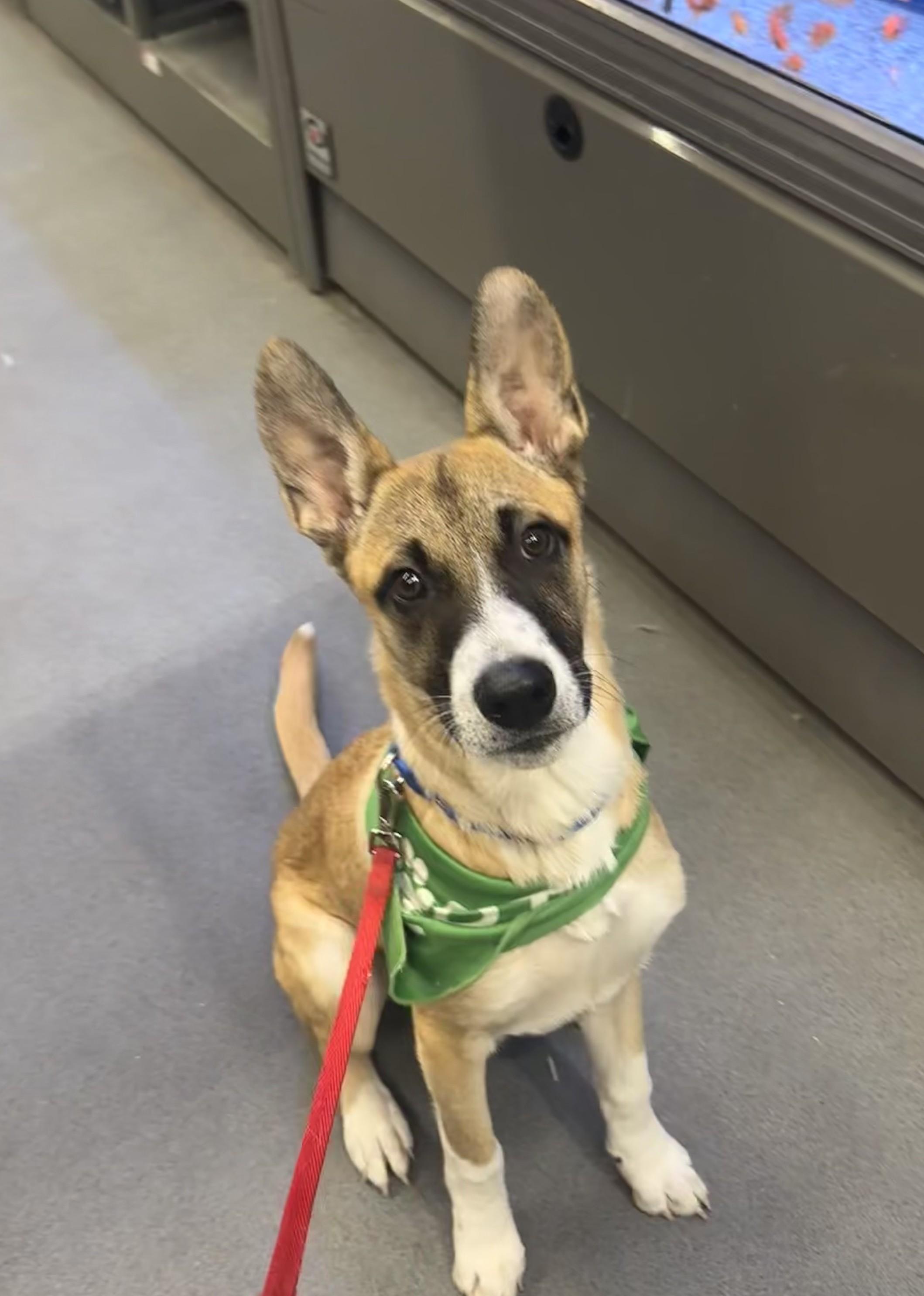 Ryder - Fostered in Mass., a Adoptable mixed breed in Willington, CT image 2/6