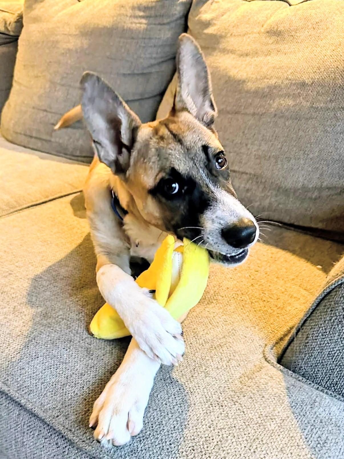 Ryder - Fostered in Mass., a Adoptable mixed breed in Willington, CT image 3/6