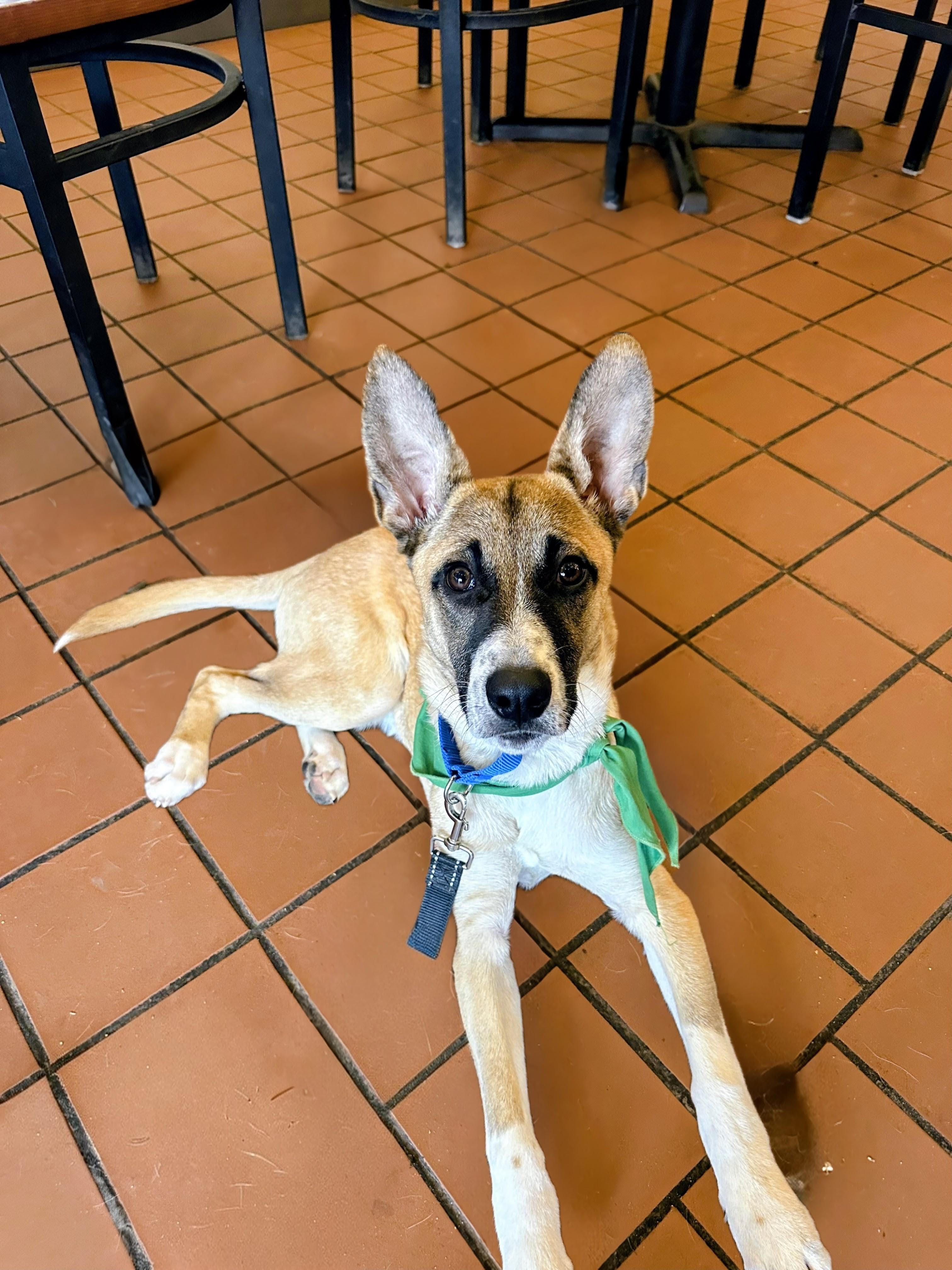 Ryder - Fostered in Mass., Adoptable, Puppy Male Labrador Retriever & Shepherd.