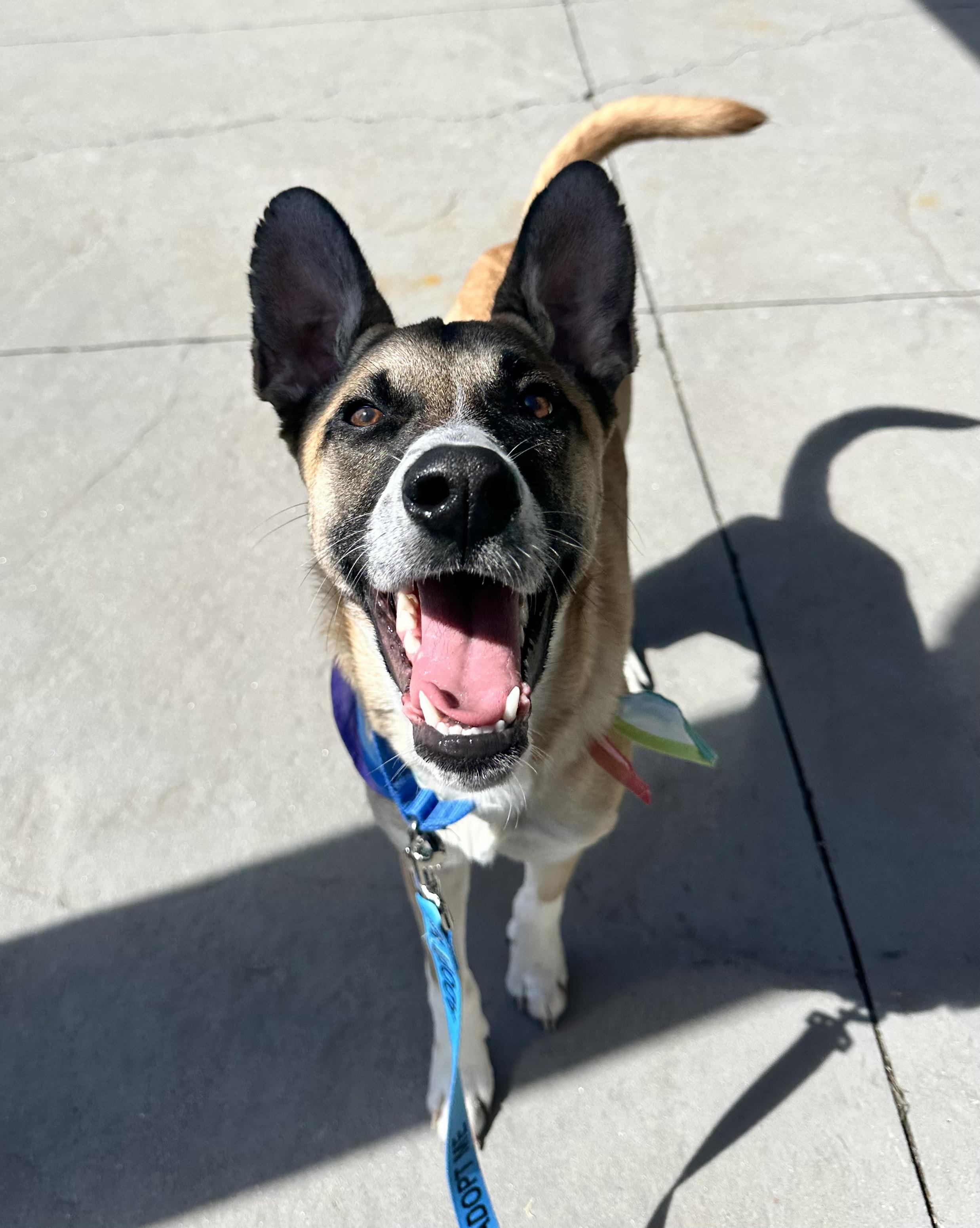 Enlarge Ryder - In Mass., a Adoptable mixed breed in Willington, CT image 4/6