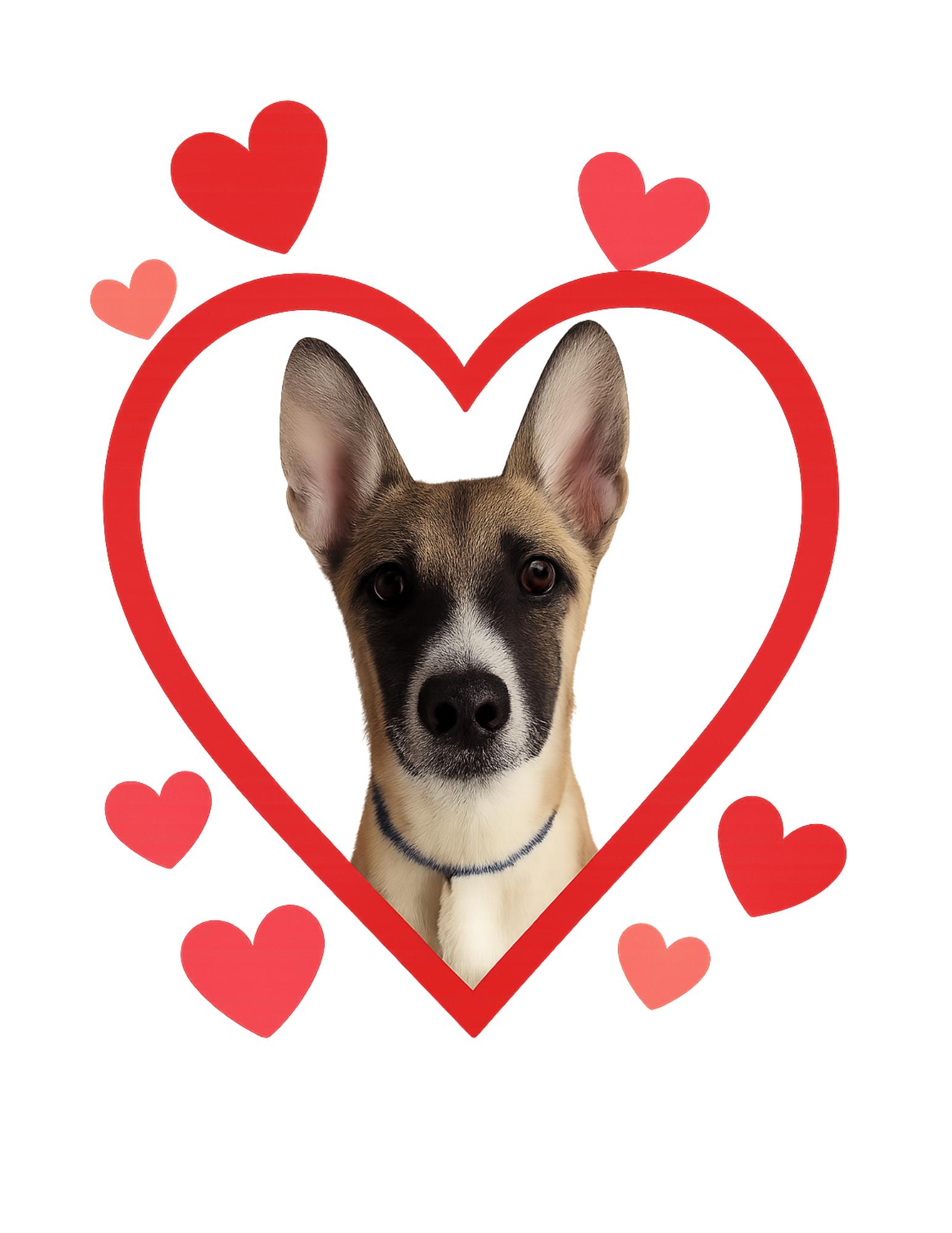 Ryder - Fostered in Mass., Adoptable, Puppy Male Labrador Retriever & Shepherd.