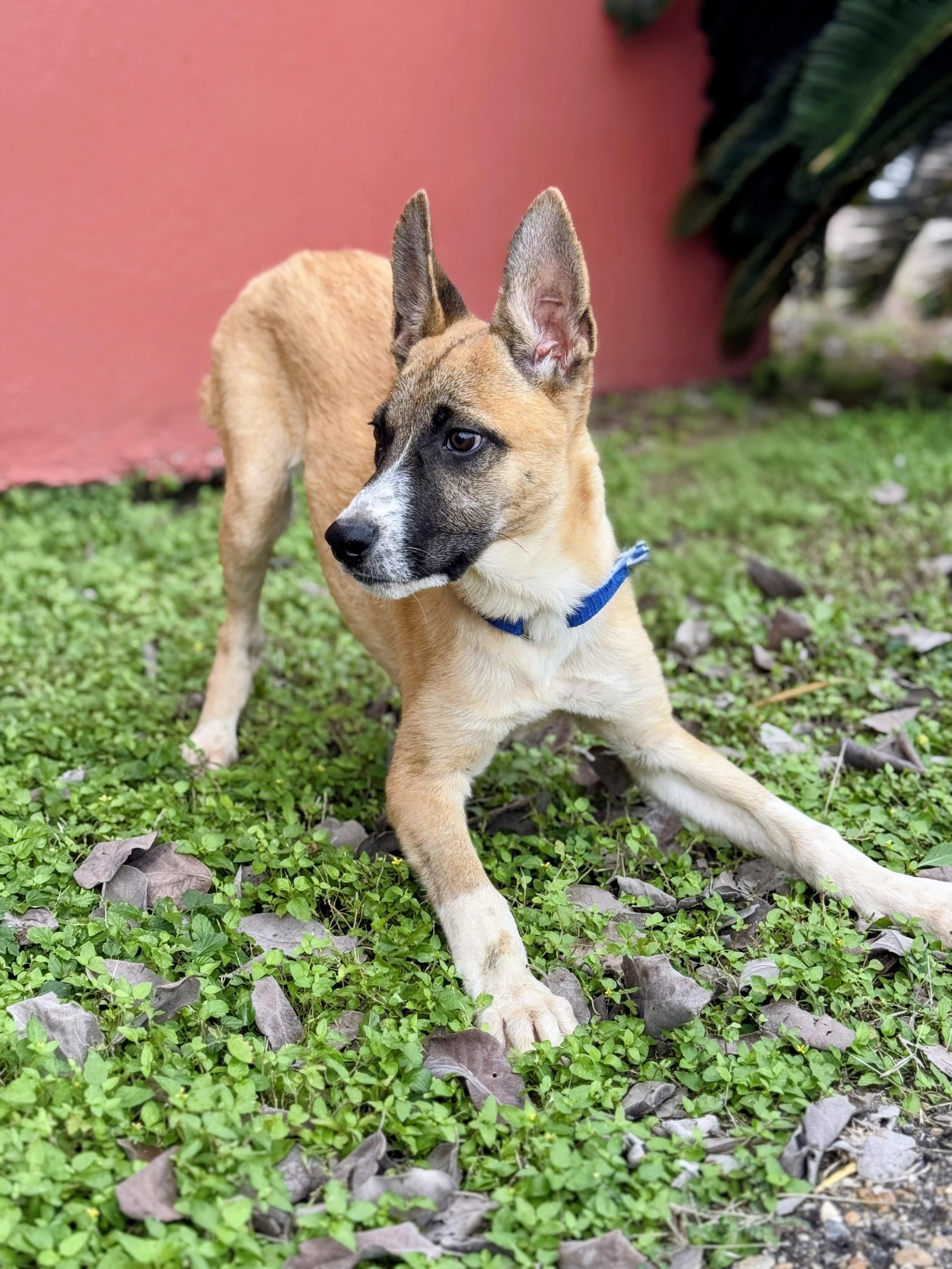 Ryder - Foster Needed for 12/10 Transport!, a Adoptable mixed breed in Willington, CT image 6/6