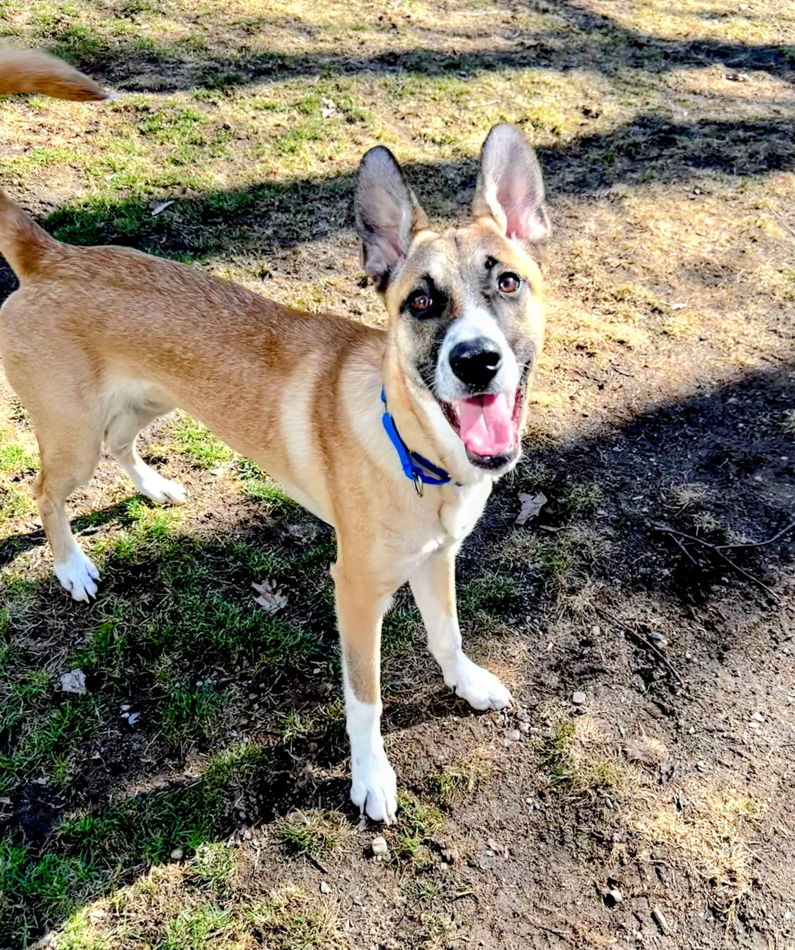 Enlarge Ryder - In Mass., a Adoptable mixed breed in Willington, CT image 3/6