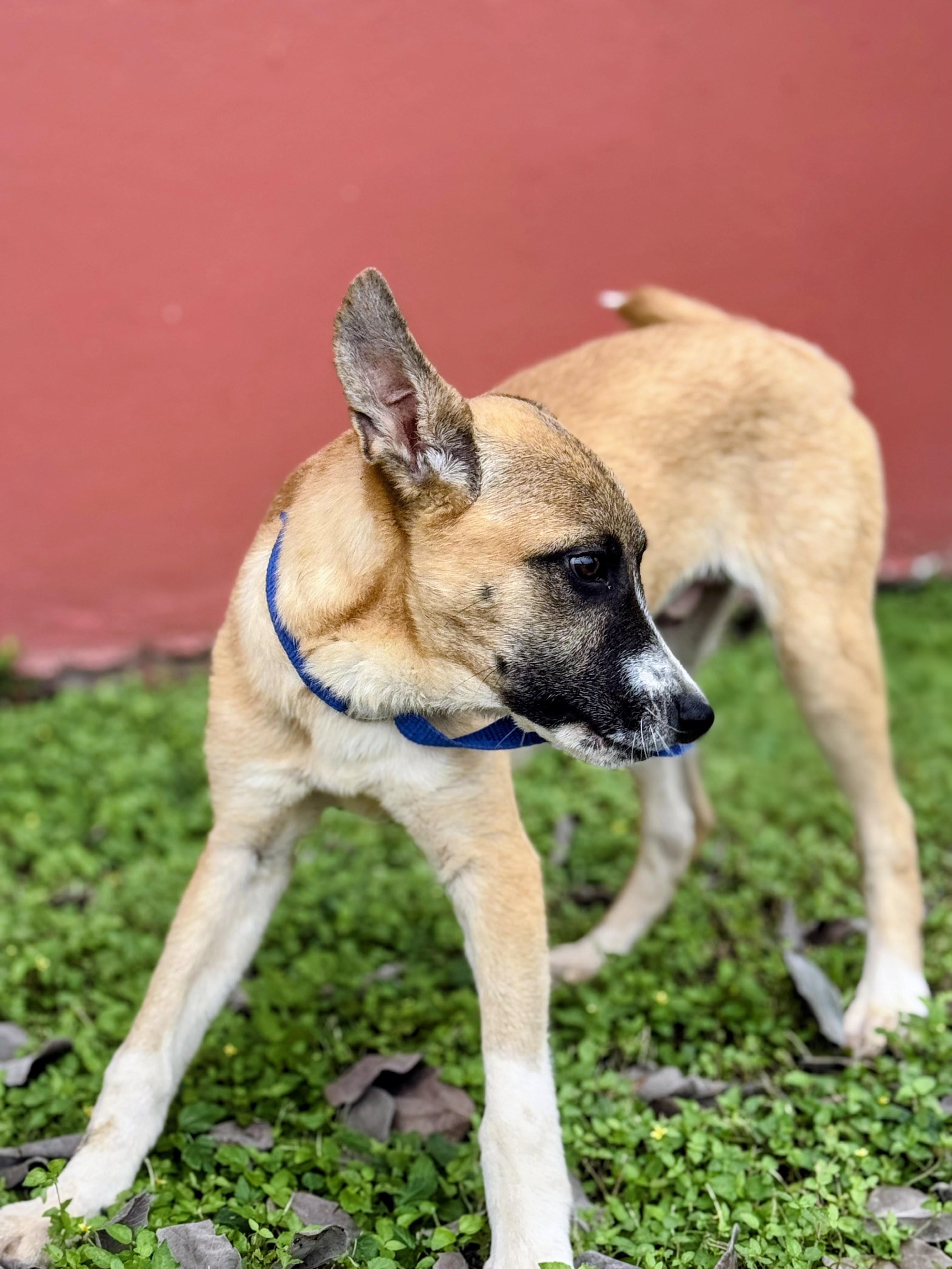 Ryder - Foster Needed for 12/10 Transport!, a Adoptable mixed breed in Willington, CT image 3/6