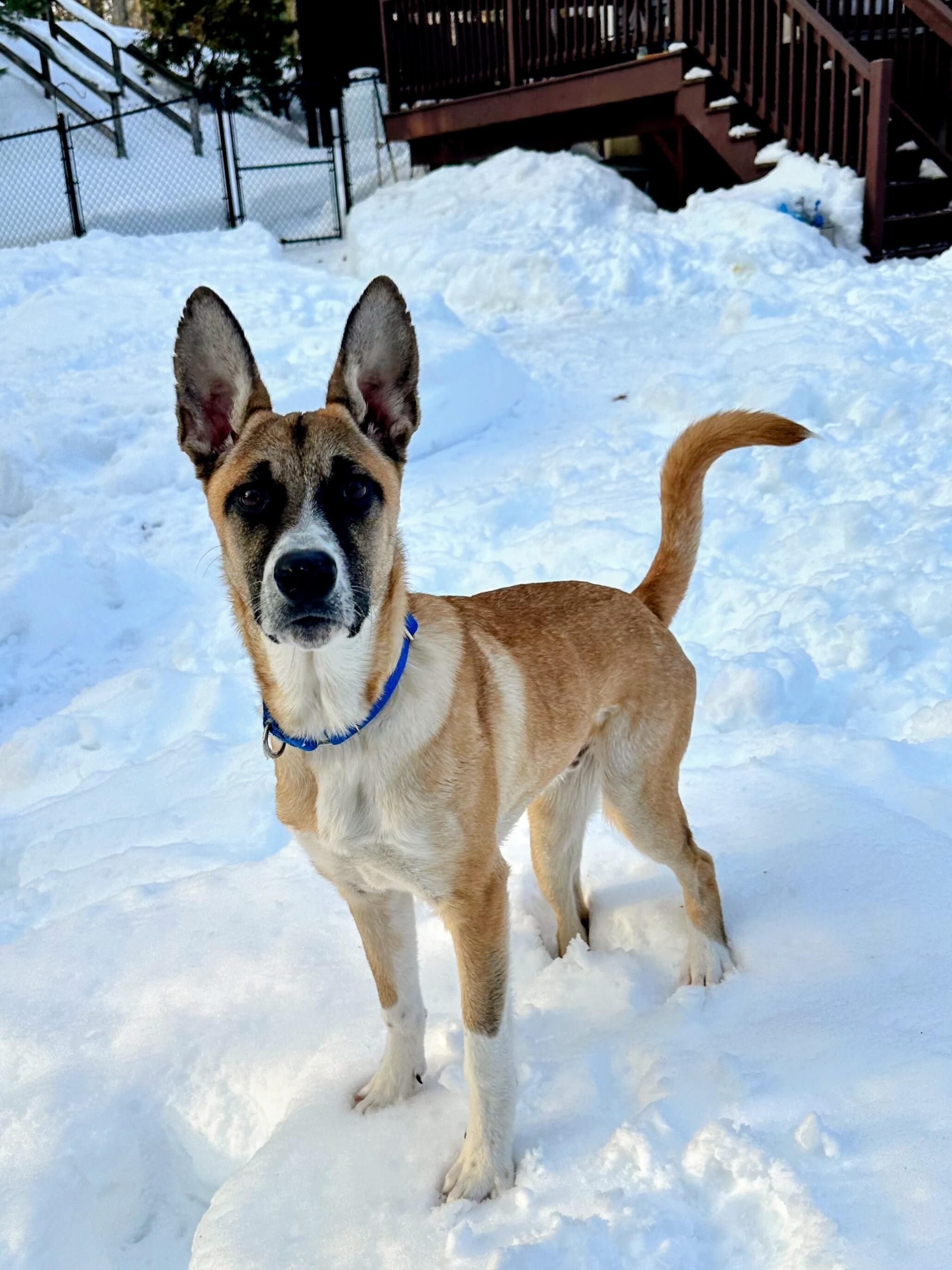 Ryder - In Mass., Adoptable, Puppy Male Australian Cattle Dog / Blue Heeler & Shepherd.