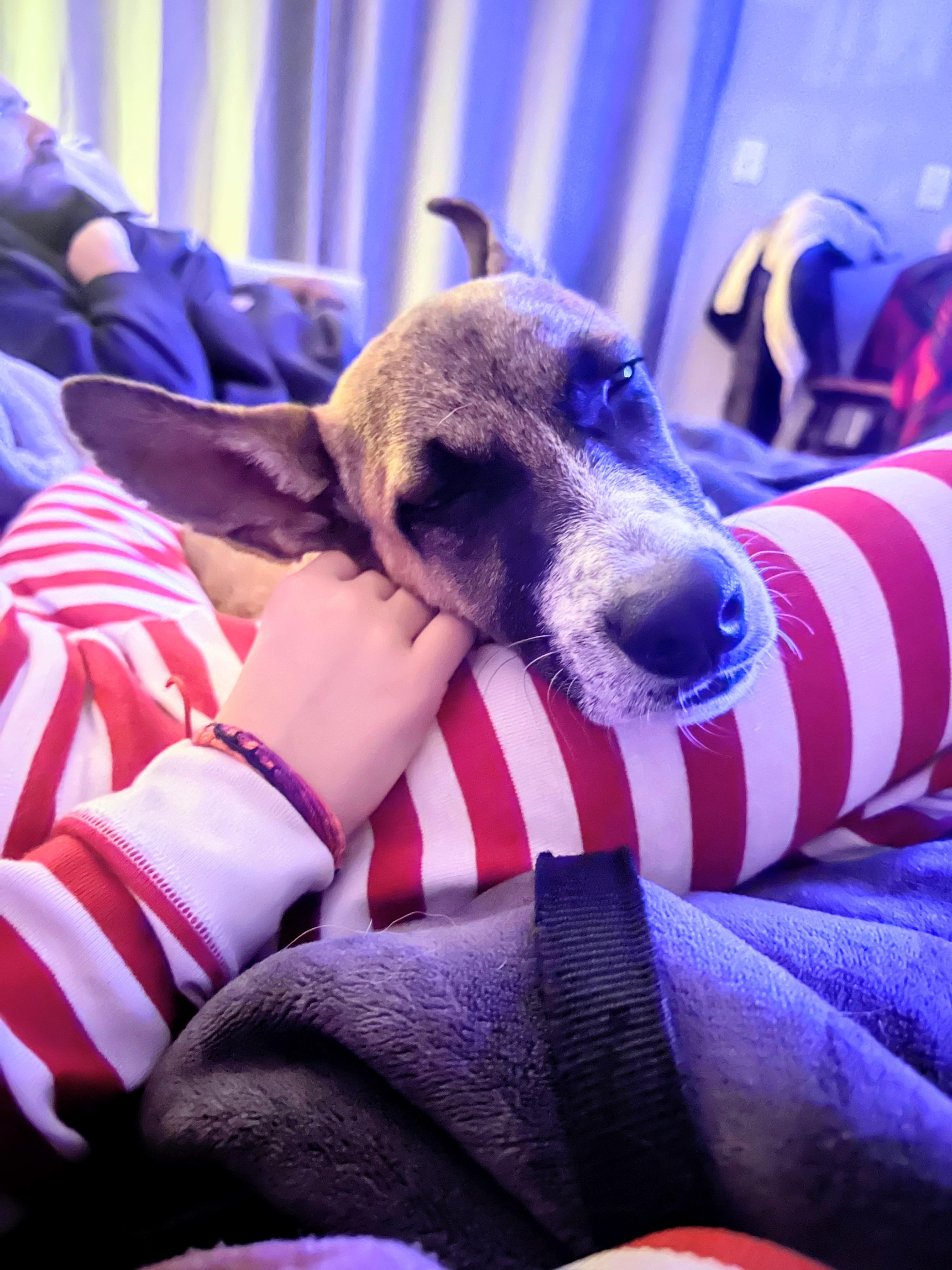 Enlarge Ryder - In Mass., a Adoptable mixed breed in Willington, CT image 5/6