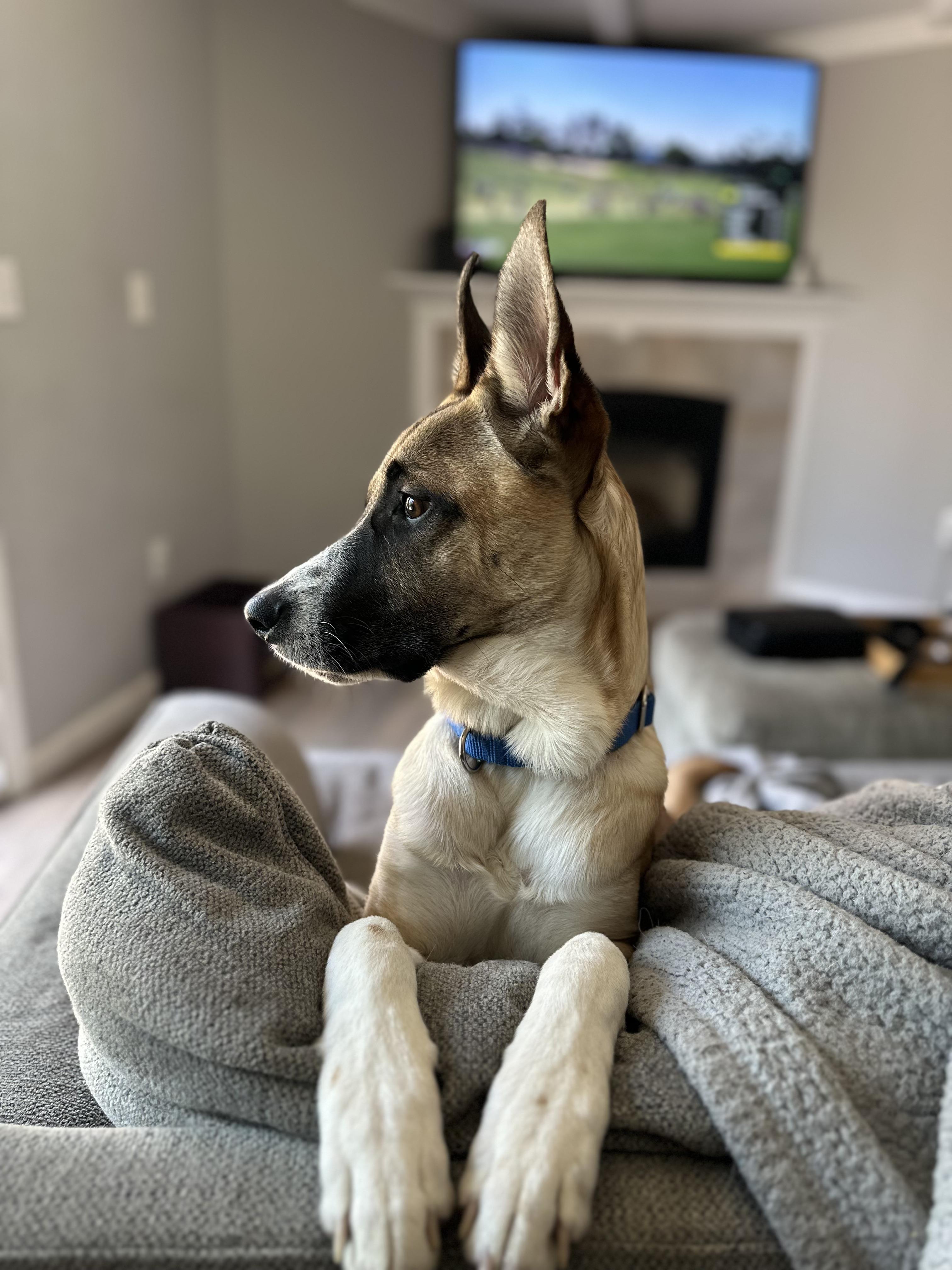 Ryder - In Mass., Adoptable, Puppy Male Labrador Retriever.