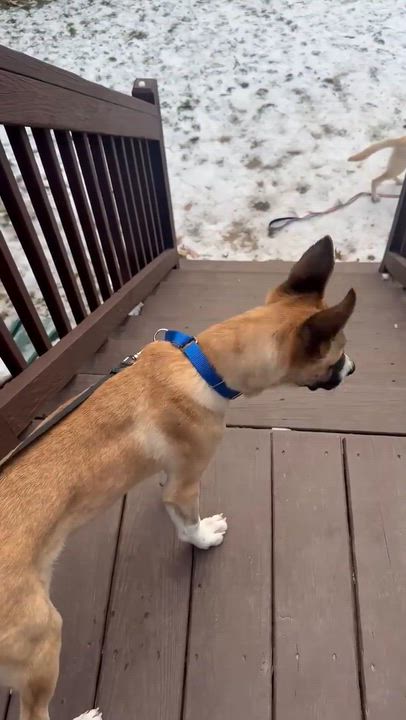 Enlarge Ryder - In Mass., a Adoptable mixed breed in Willington, CT video 4/6