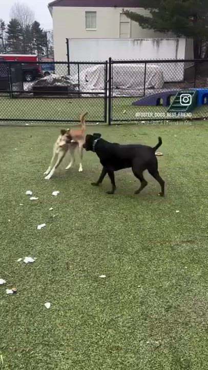 Enlarge Ryder - In Mass., a Adoptable mixed breed in Willington, CT video 5/6